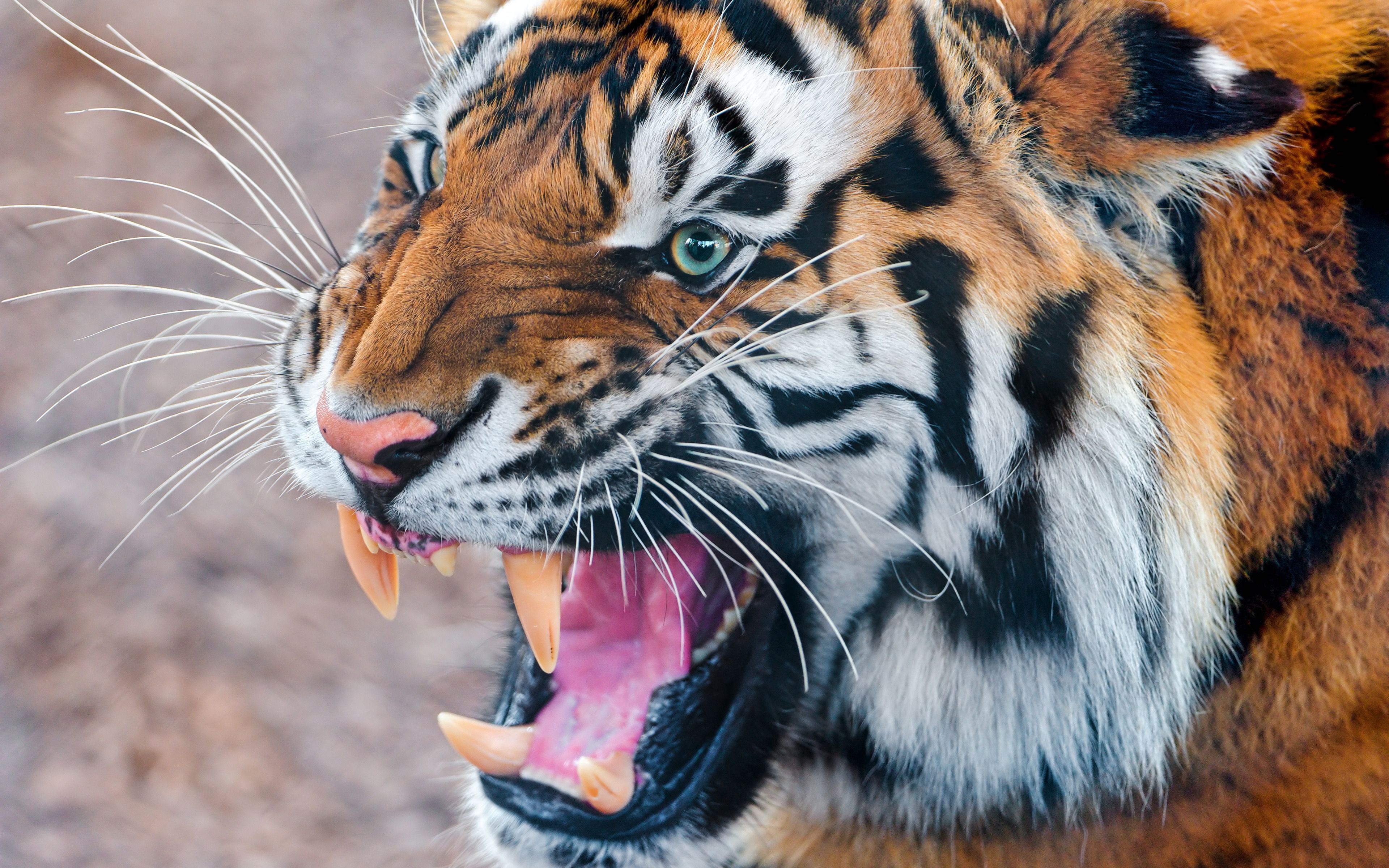 grin, tiger, animals, aggression, muzzle, anger mobile wallpaper