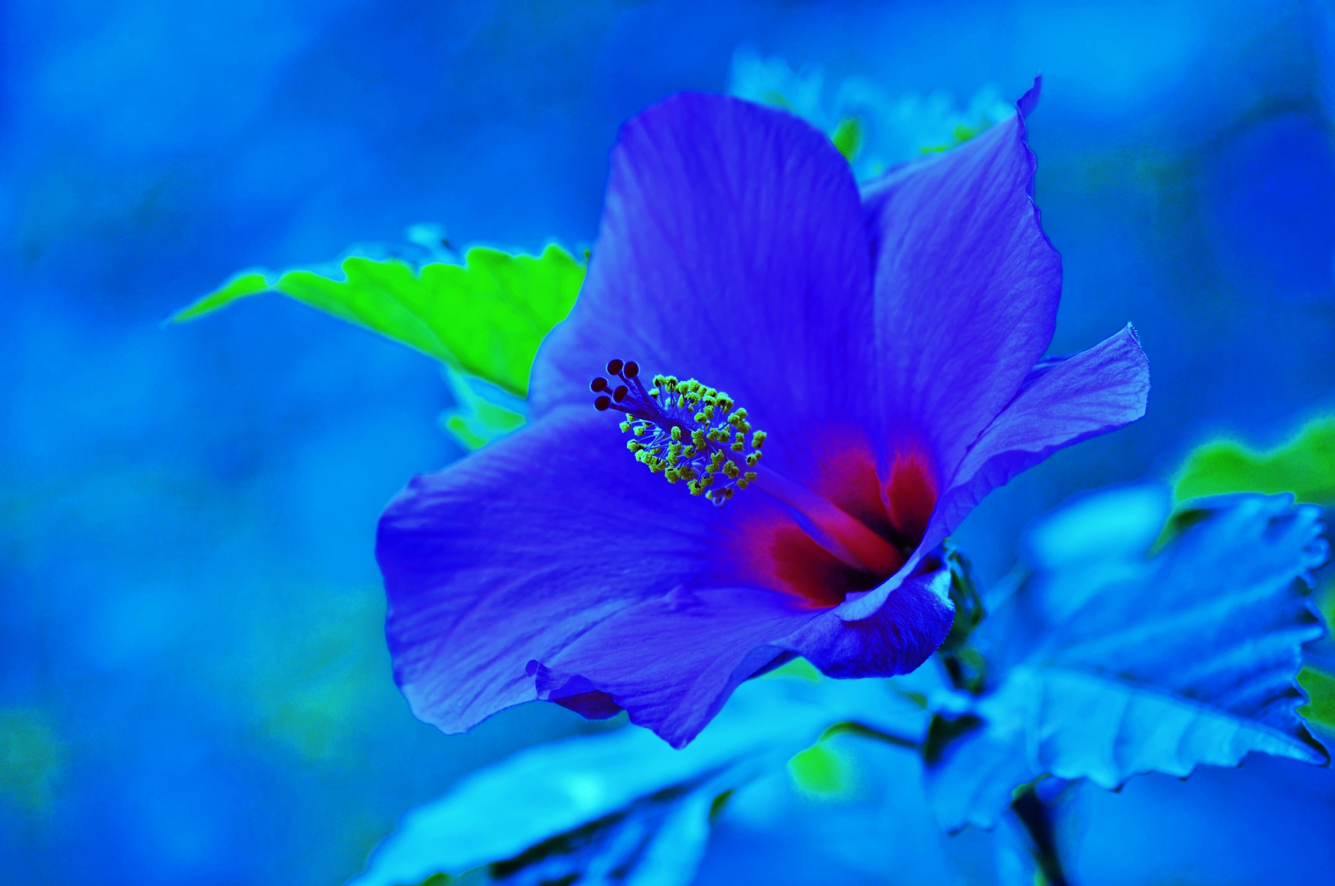 379699 Hintergrundbild herunterladen erde/natur, hibiskus, blaue blume, nahansicht, blume, blumen - Bildschirmschoner und Bilder kostenlos