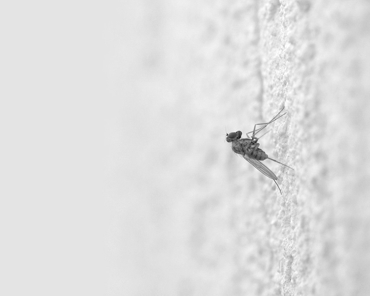 macro, shine, light, surface, insect, crawl, mosquito phone wallpaper