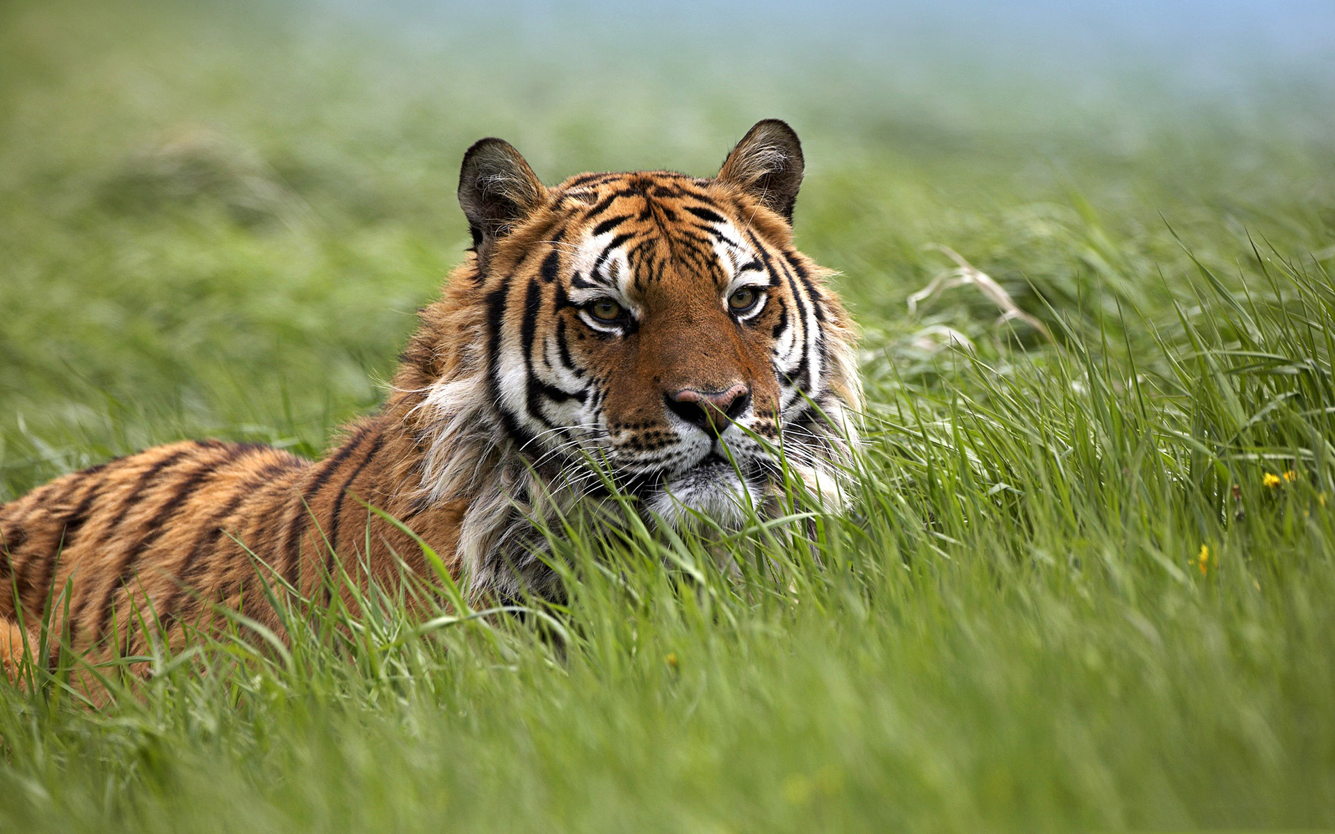 Laden Sie das Tiere, Katzen, Katze, Tiger, Gras-Bild kostenlos auf Ihren PC-Desktop herunter