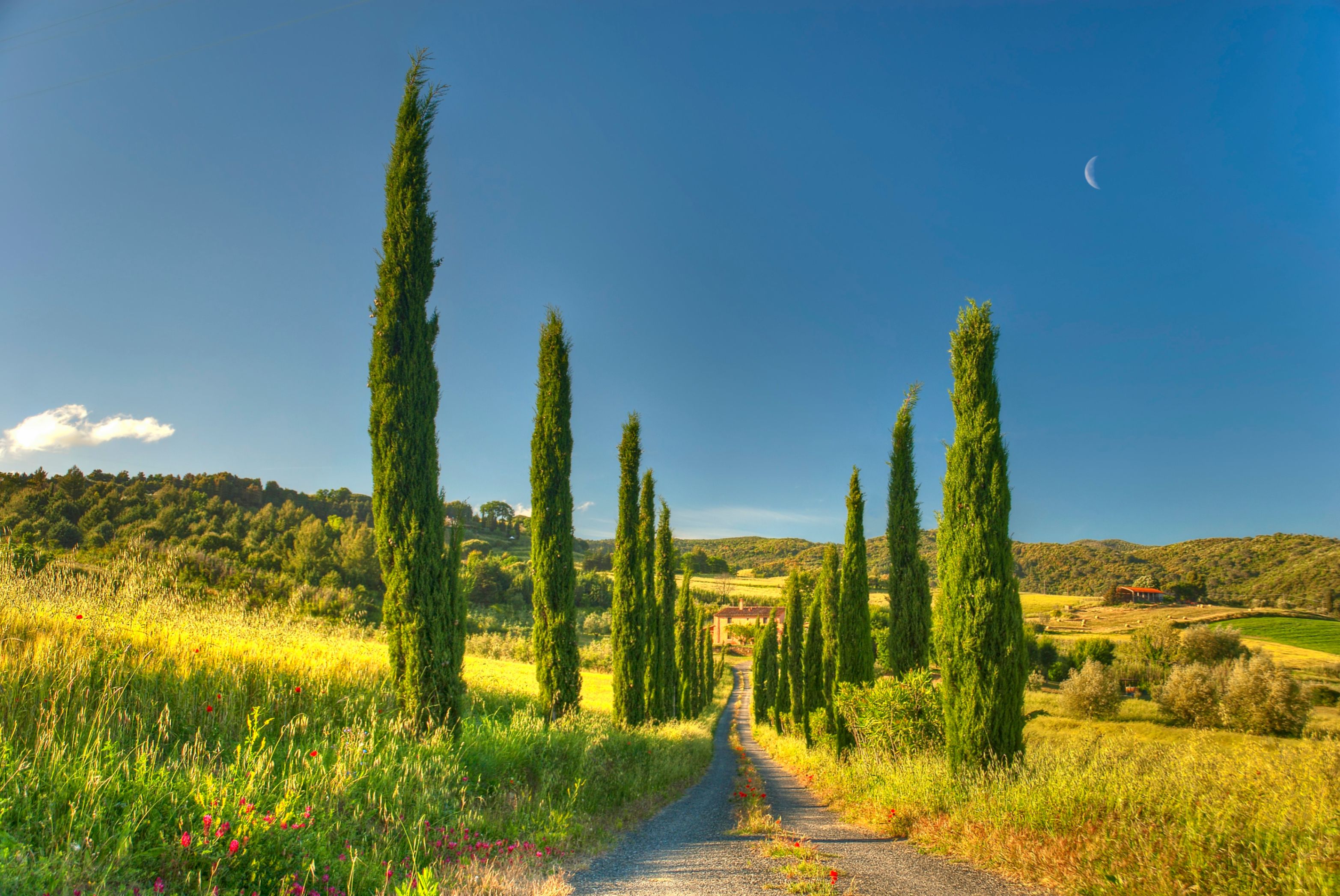 Download mobile wallpaper Landscape, Italy, Road, Tree, Field, Tuscany, Man Made, Dirt Road for free.