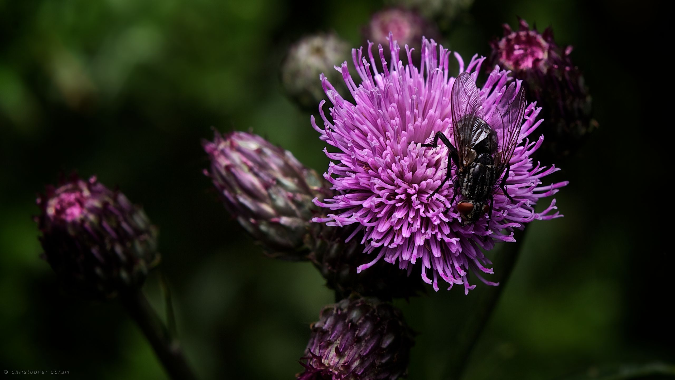 Laden Sie das Blumen, Fliegen, Blume, Makro, Lila, Erde/natur-Bild kostenlos auf Ihren PC-Desktop herunter