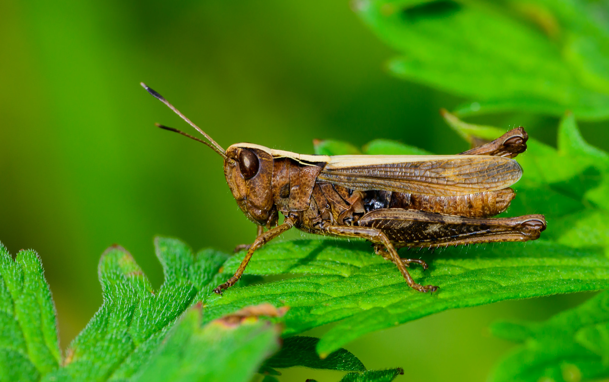 Free download wallpaper Animal, Grasshopper on your PC desktop