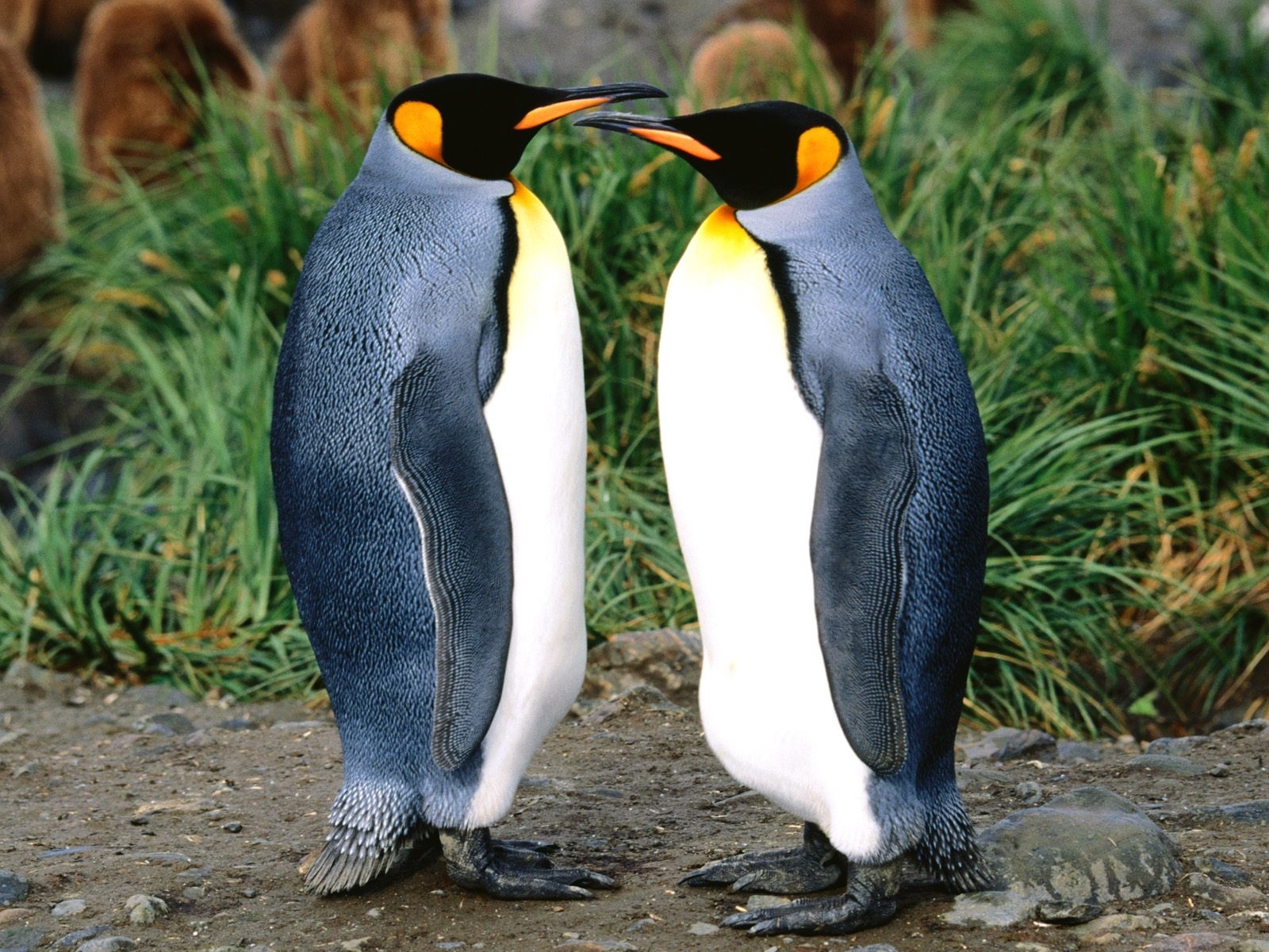 pinguins, animals HD wallpaper