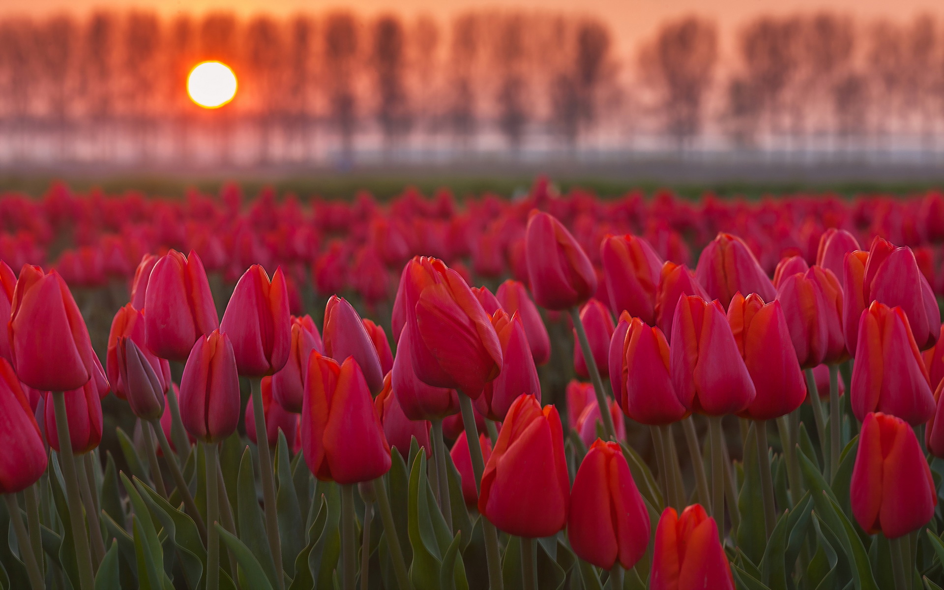 Free download wallpaper Flowers, Sunset, Flower, Earth, Field, Bokeh, Tulip, Red Flower on your PC desktop