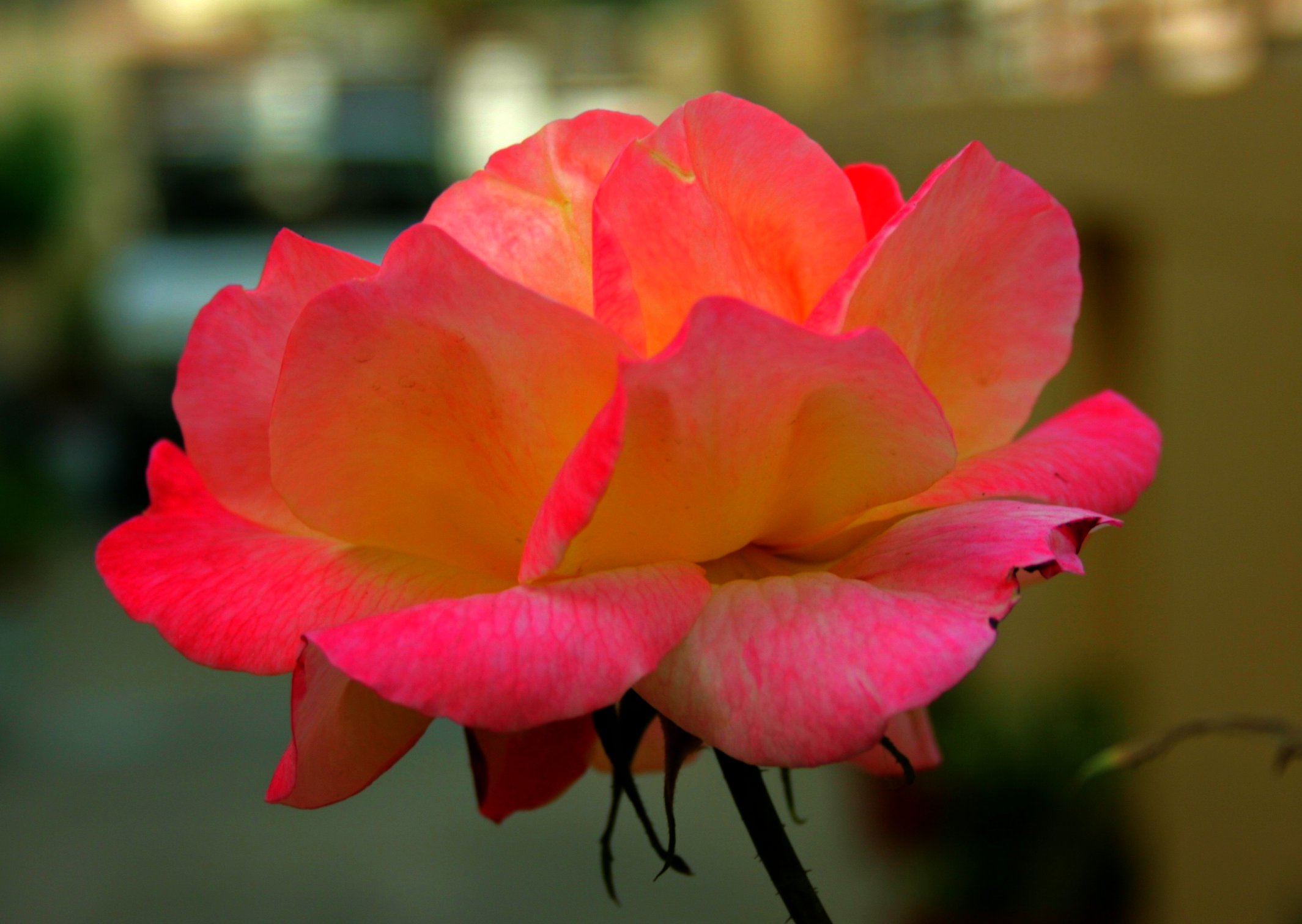 Téléchargez gratuitement l'image Fleurs, Rose, Terre/nature sur le bureau de votre PC