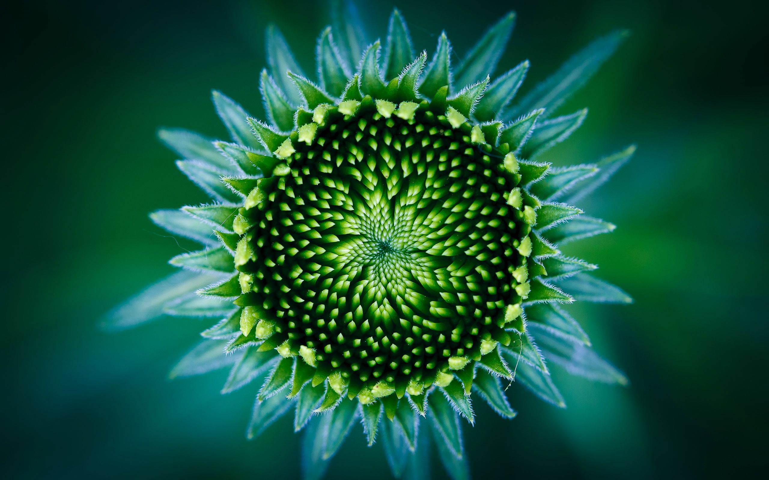 370883 Bildschirmschoner und Hintergrundbilder Blumen auf Ihrem Telefon. Laden Sie  Bilder kostenlos herunter