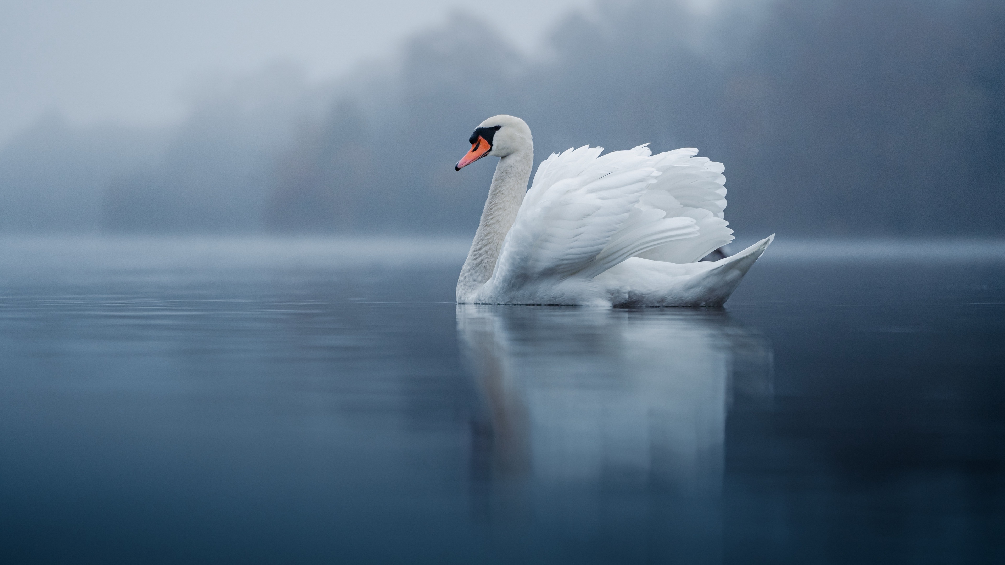 Laden Sie das Tiere, Vögel, Höckerschwan-Bild kostenlos auf Ihren PC-Desktop herunter