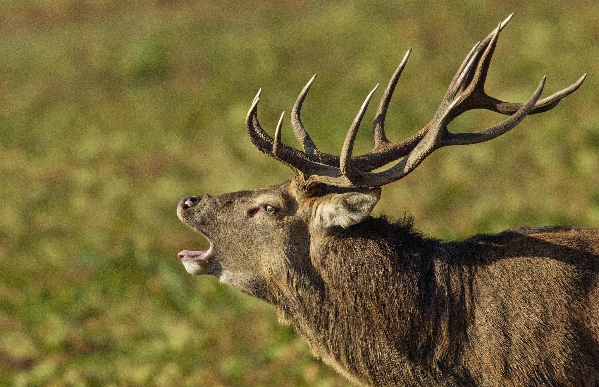 Laden Sie das Tiere, Hirsch-Bild kostenlos auf Ihren PC-Desktop herunter