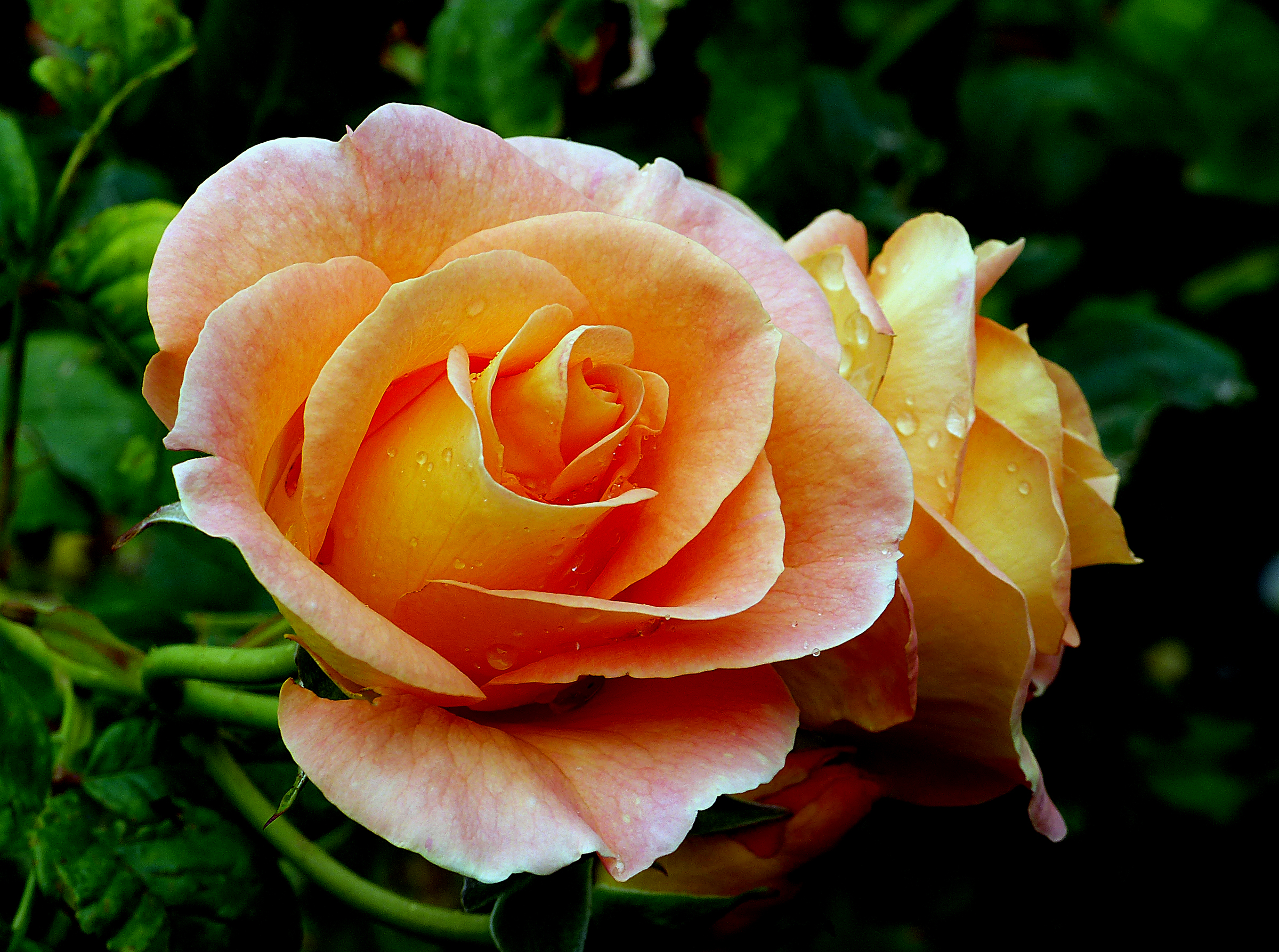 Скачать обои бесплатно Цветок, Роза, Земля/природа, Персиковый Цветок, Флауэрсы картинка на рабочий стол ПК