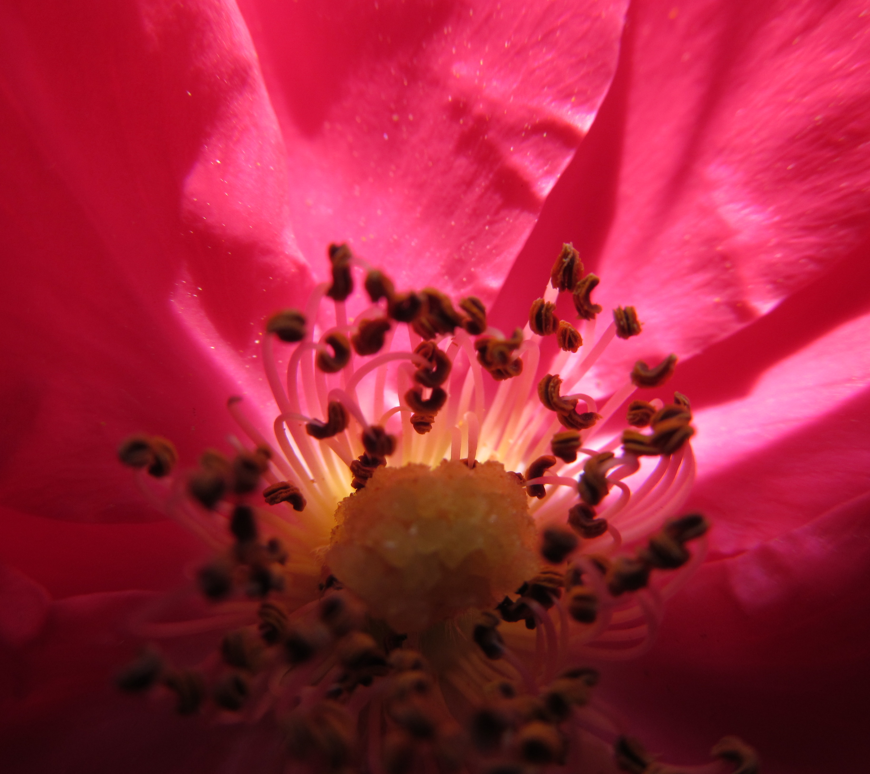 1119554 Bildschirmschoner und Hintergrundbilder Blumen auf Ihrem Telefon. Laden Sie  Bilder kostenlos herunter