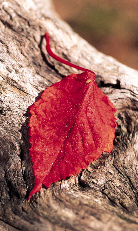 Download mobile wallpaper Nature, Close Up, Leaf, Earth for free.