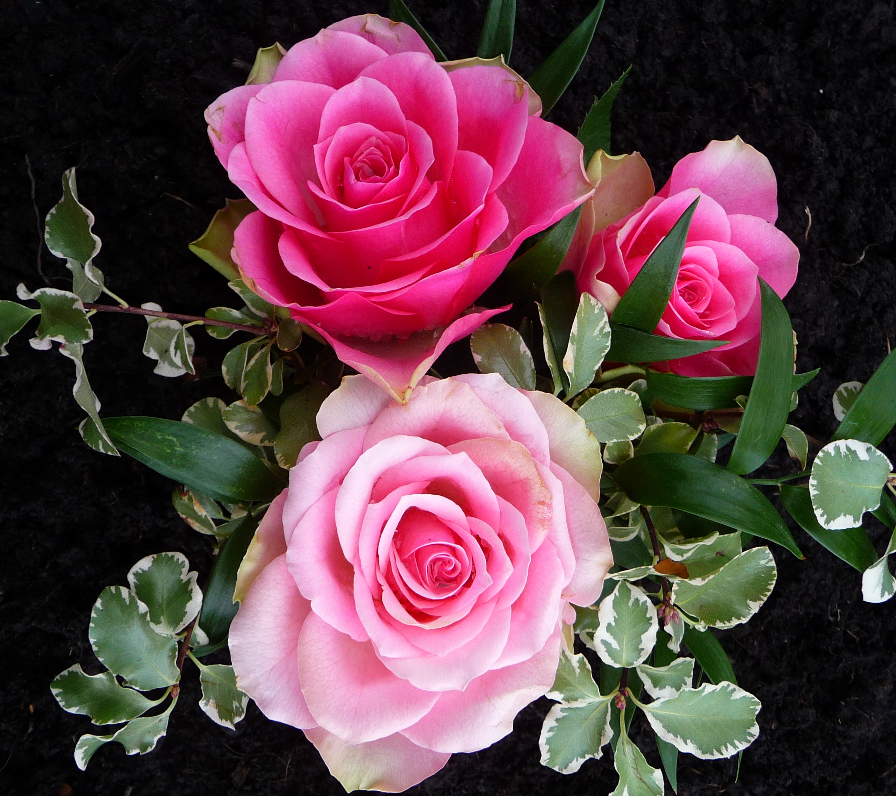 Завантажити шпалери безкоштовно Квітка, Роза, Земля, Листок, Рожева Квітка, Рожева Троянда, Флауерзи картинка на робочий стіл ПК