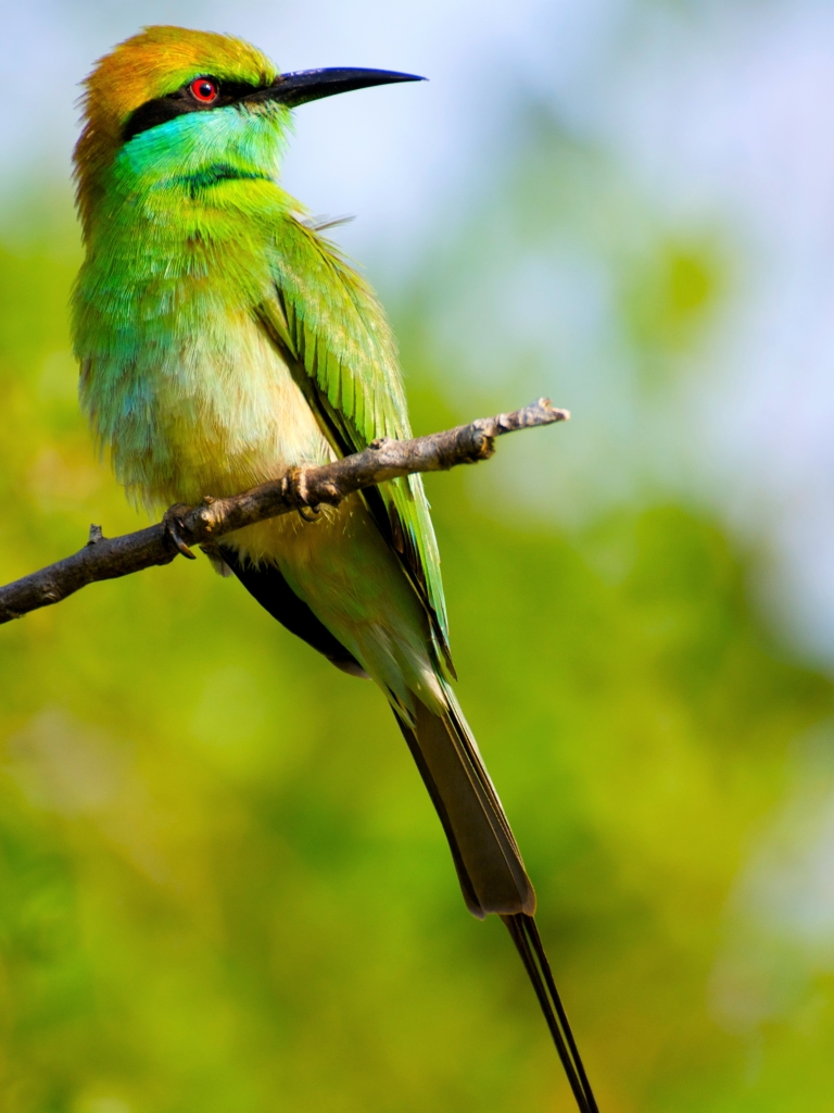Baixar papel de parede para celular de Animais, Aves, Pássaro, Ramo, Abelharuco, Abelharuco Verde gratuito.