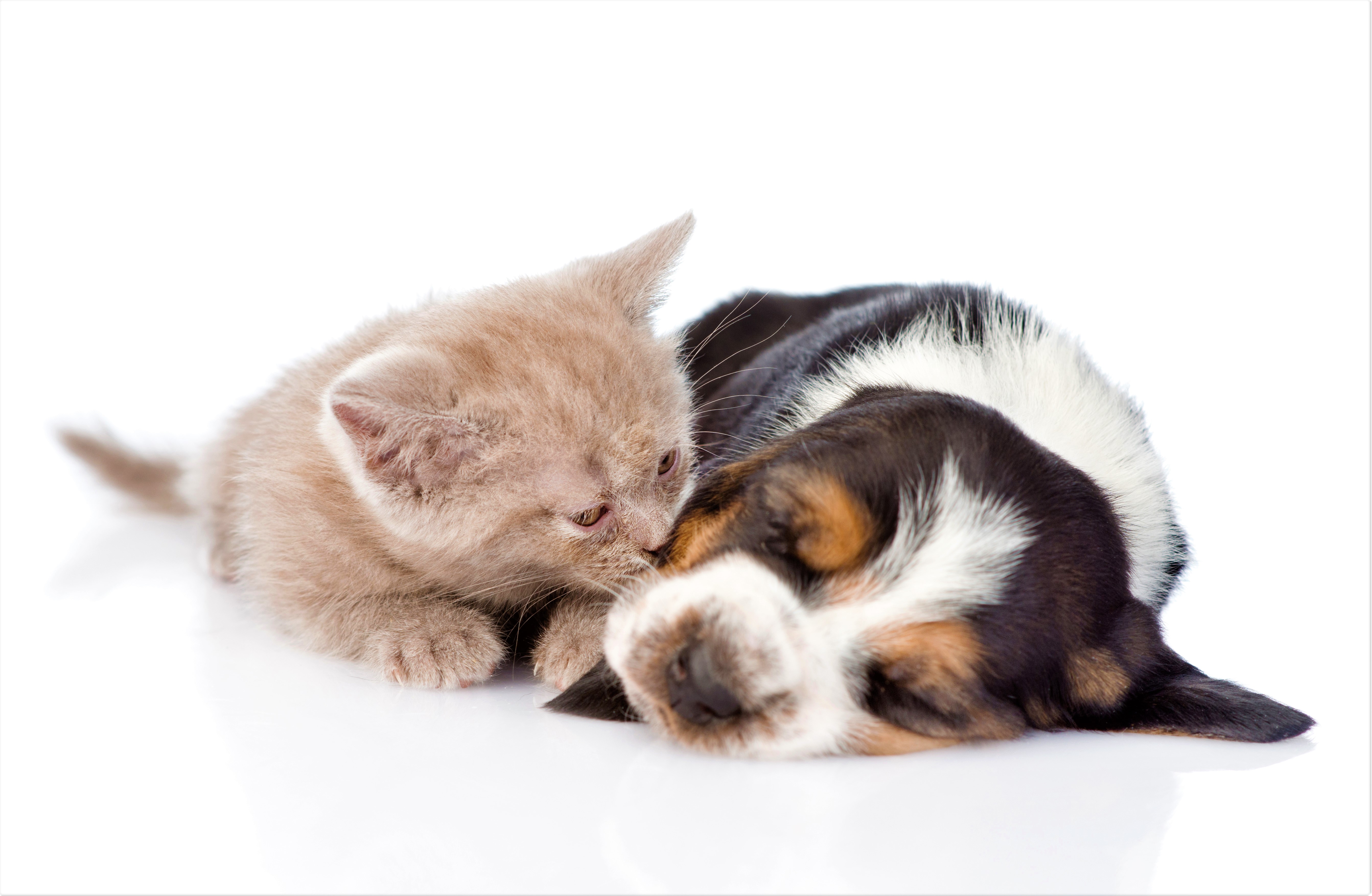 Laden Sie das Tiere, Katze, Kätzchen, Hund, Süß, Welpen, Schlafen, Tierbaby, Katz & Hund-Bild kostenlos auf Ihren PC-Desktop herunter
