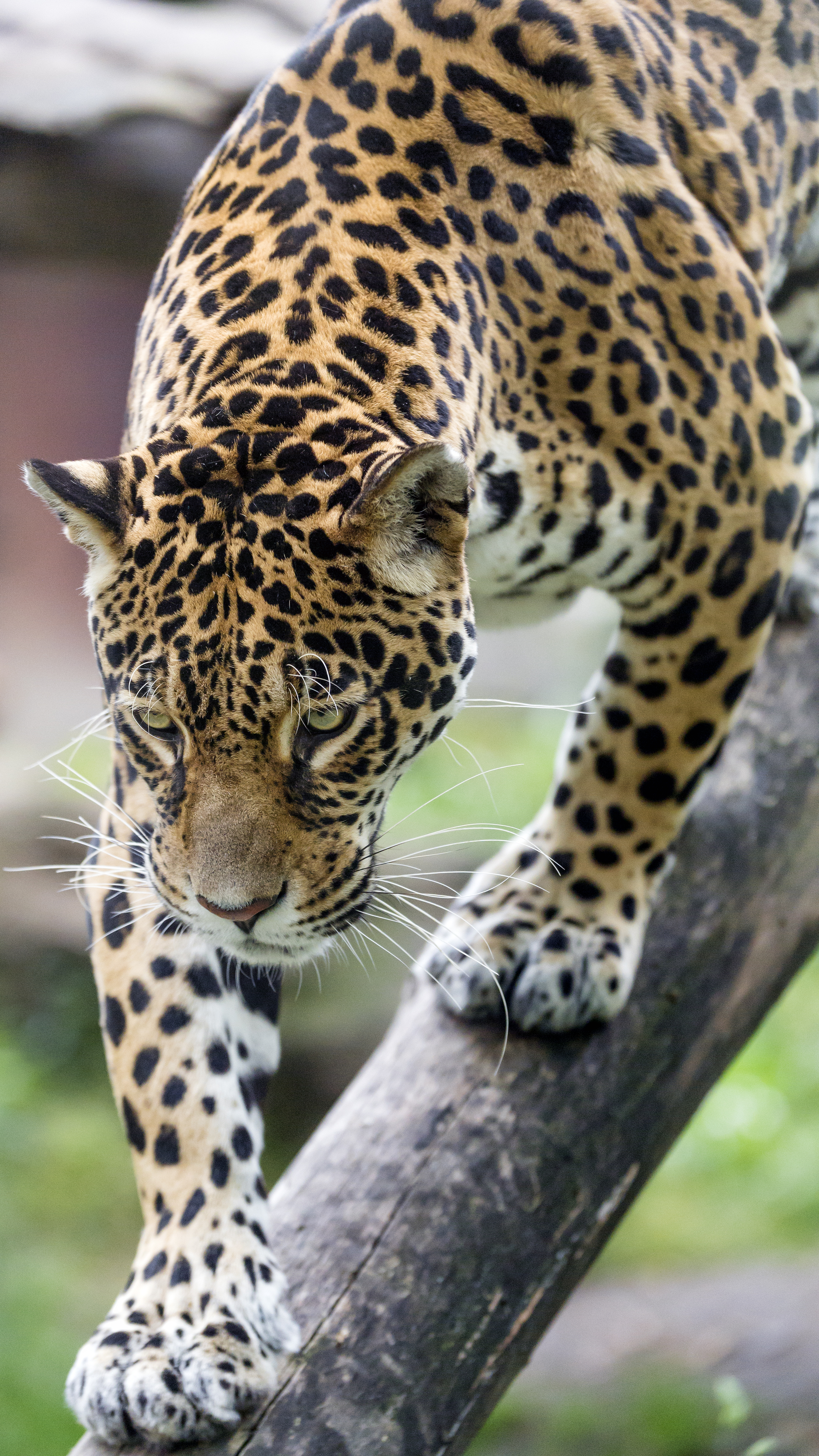Handy-Wallpaper Leopard, Predator, Wildlife, Raubtier, Big Cat, Tiere, Große Katze, Wilde Natur, Tier kostenlos herunterladen.