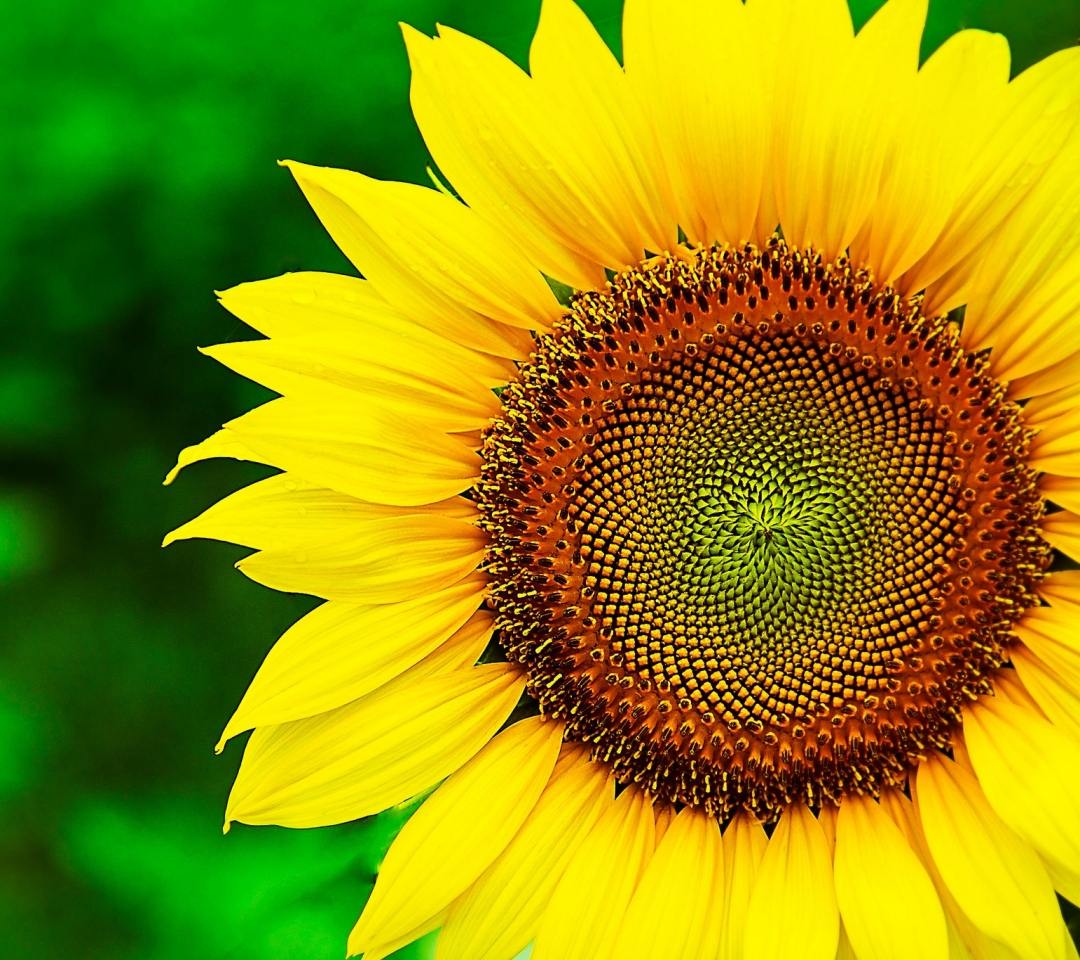 Download mobile wallpaper Flowers, Earth, Sunflower for free.