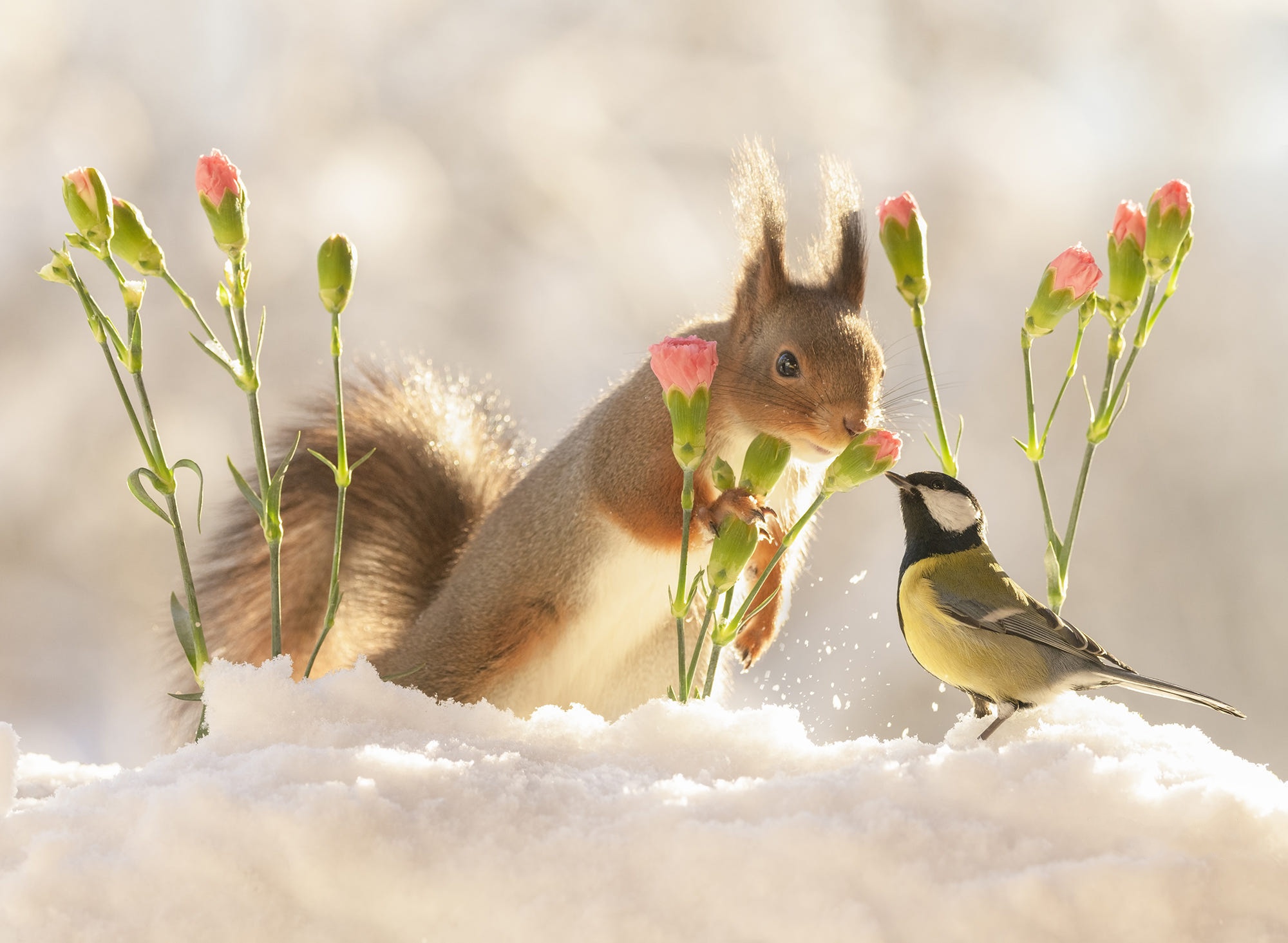 Download mobile wallpaper Squirrel, Snow, Flower, Bird, Animal, Cute, Titmouse for free.