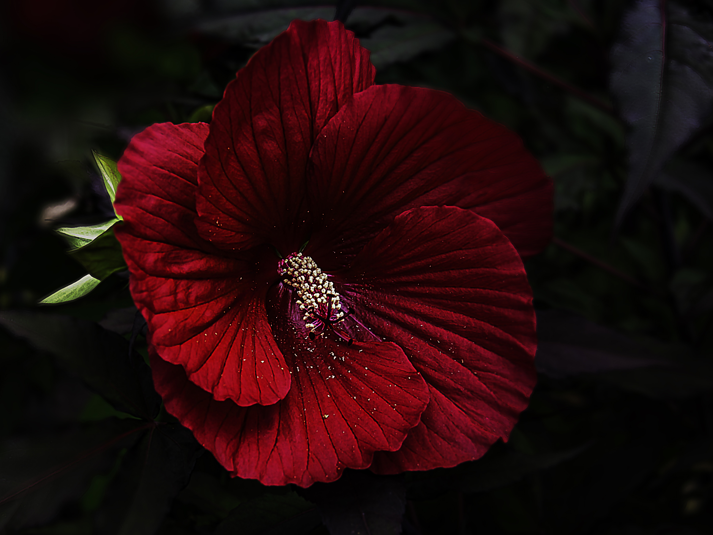 Free download wallpaper Flowers, Flower, Close Up, Earth, Hibiscus, Red Flower on your PC desktop