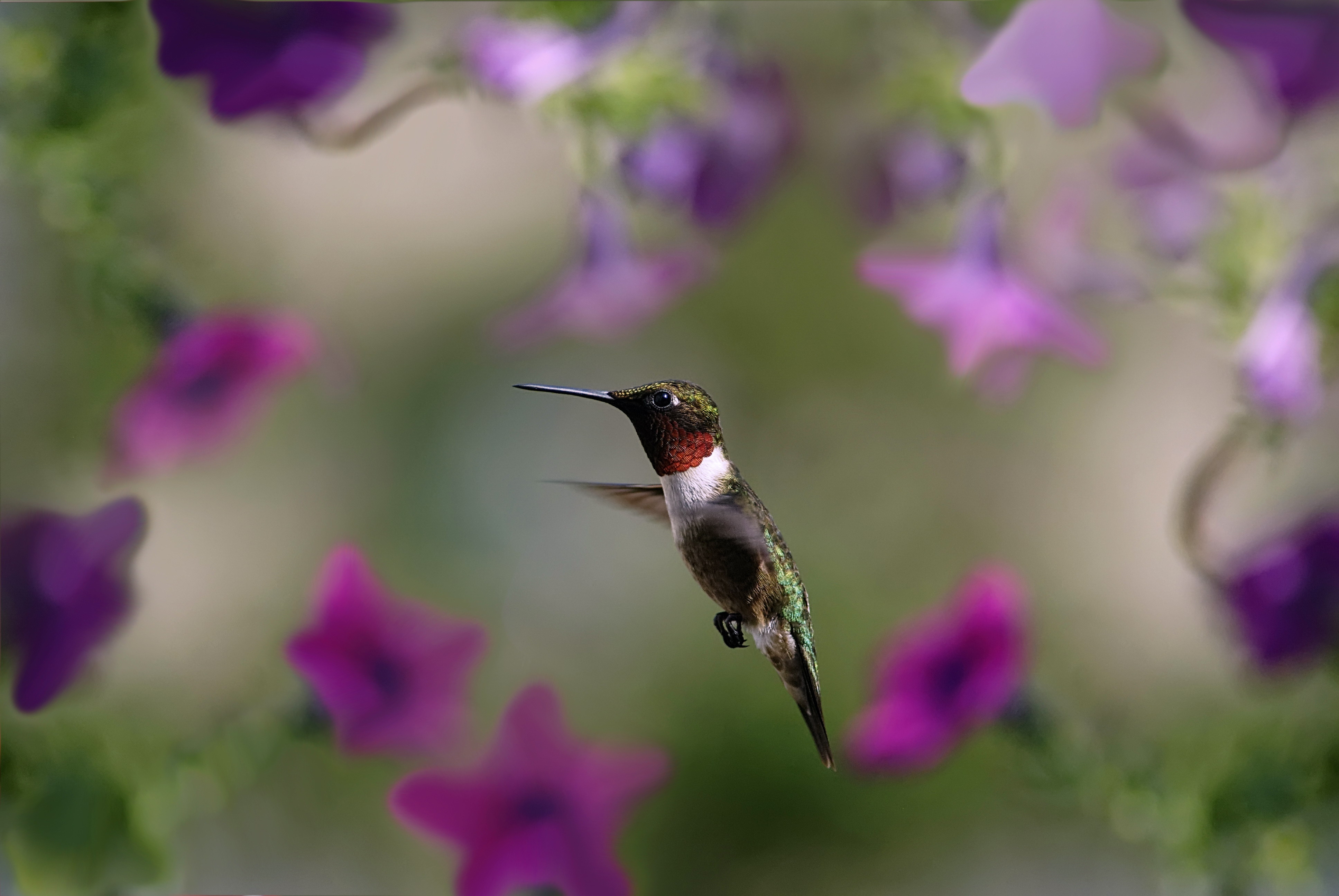 122955 descargar fondo de pantalla colibríes, animales, pájaro, alas, ola, barrer: protectores de pantalla e imágenes gratis