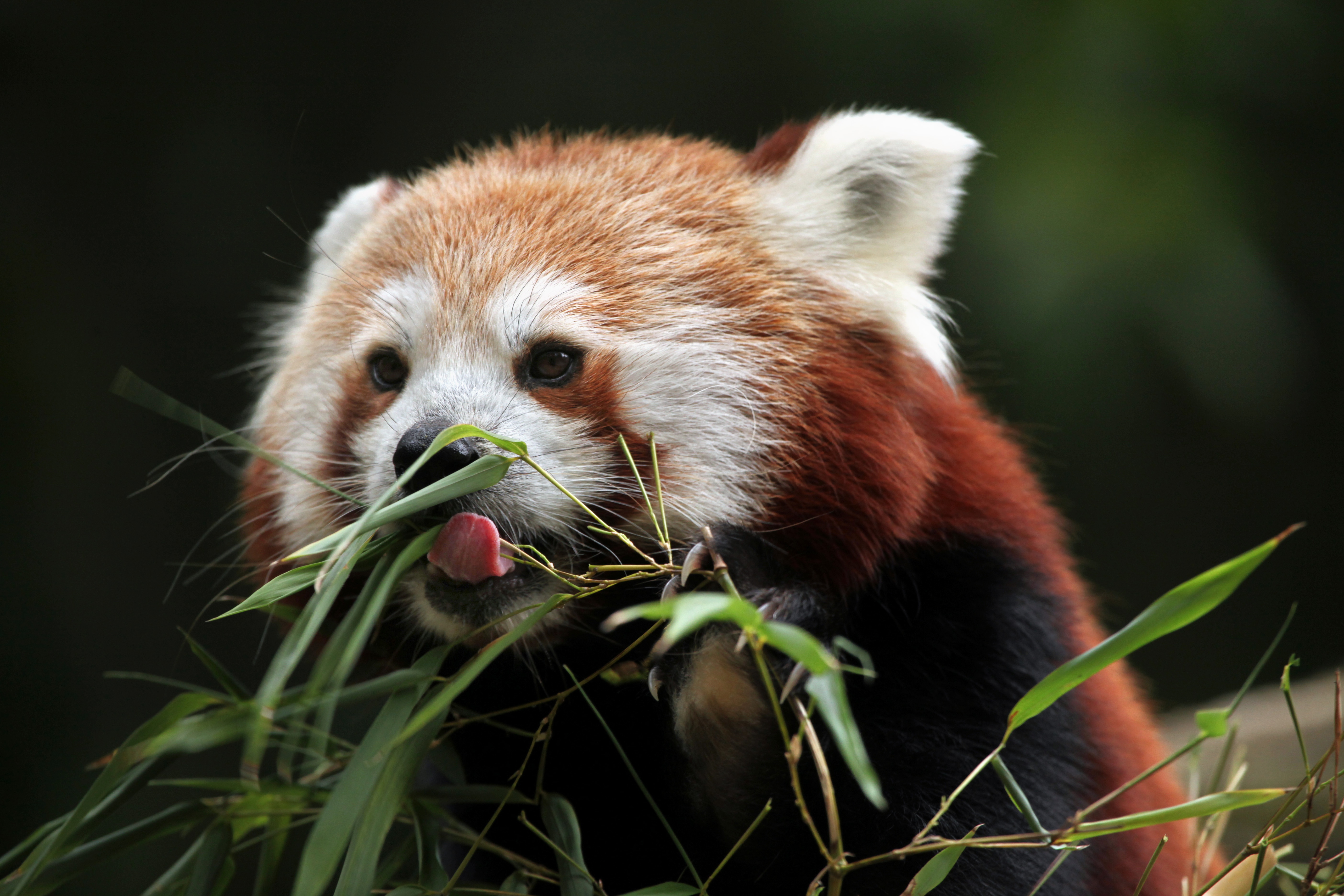 Baixar papel de parede para celular de Animais, Panda Vermelho gratuito.