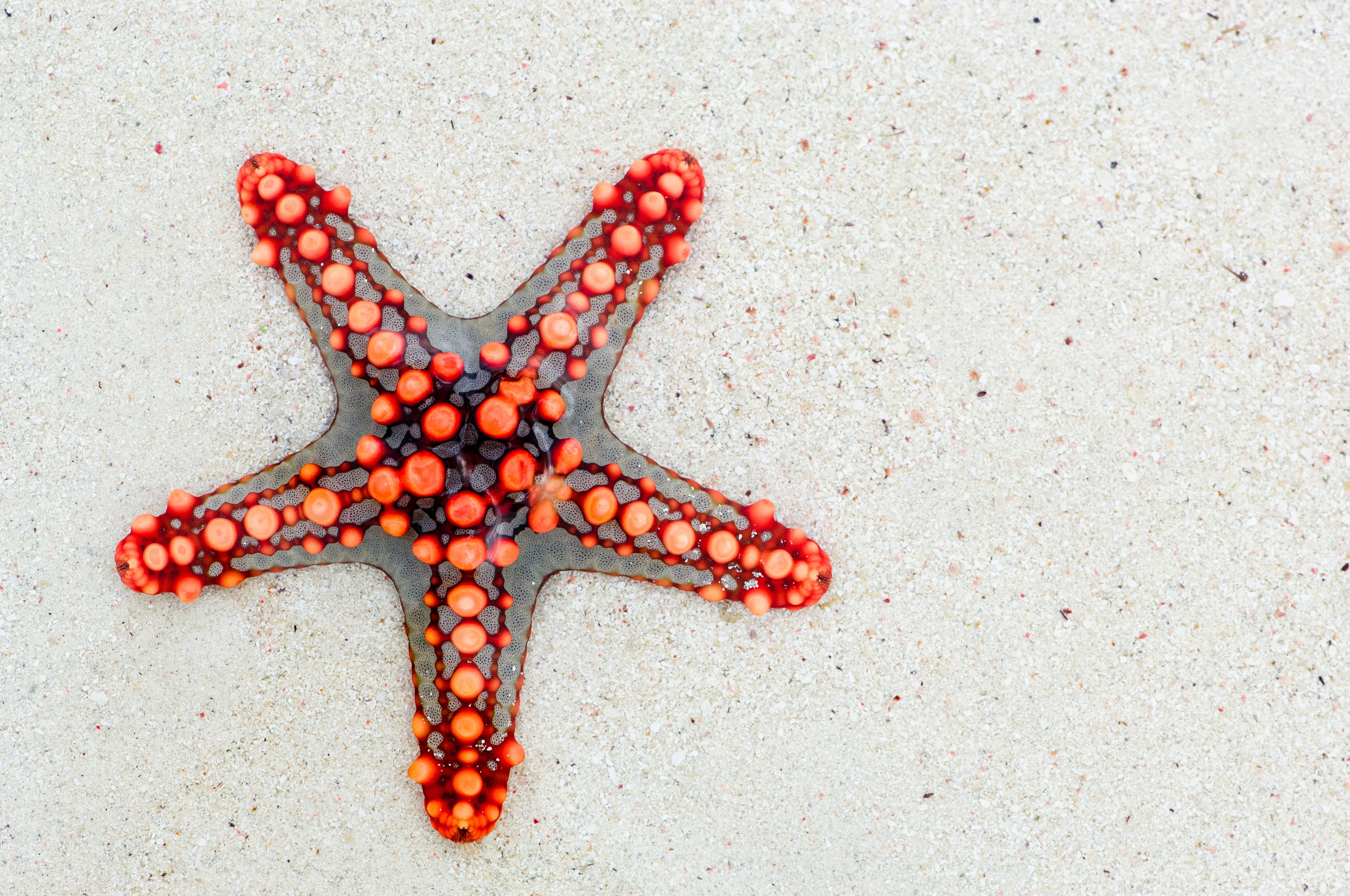 Download mobile wallpaper Starfish, Animal for free.