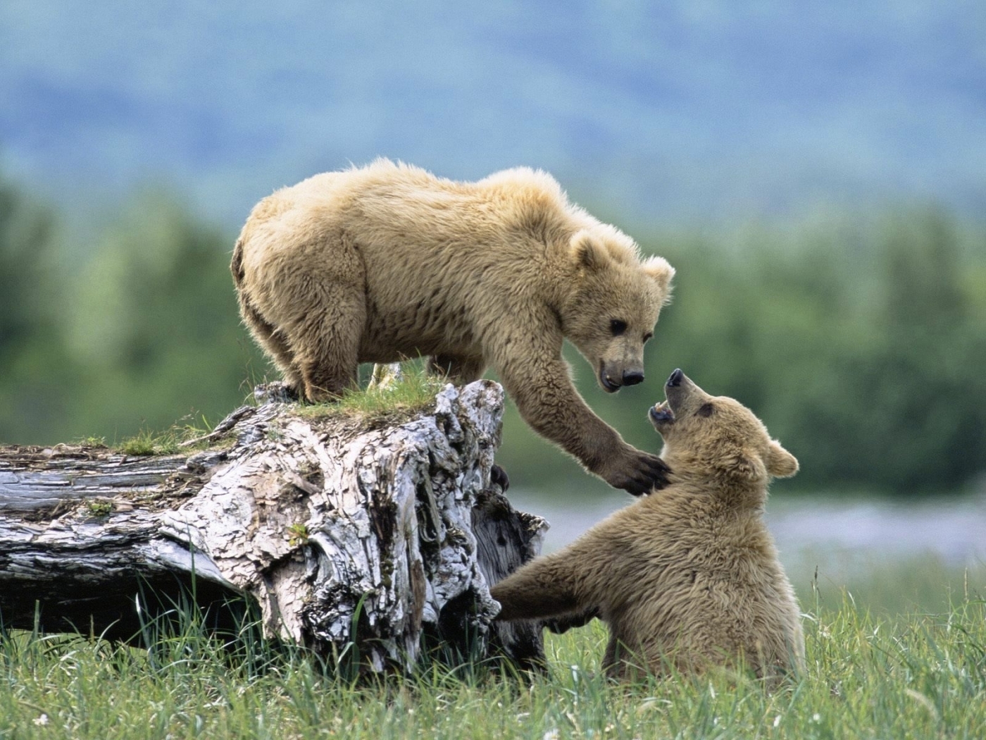 Скачать обои бесплатно Животные, Медведи картинка на рабочий стол ПК