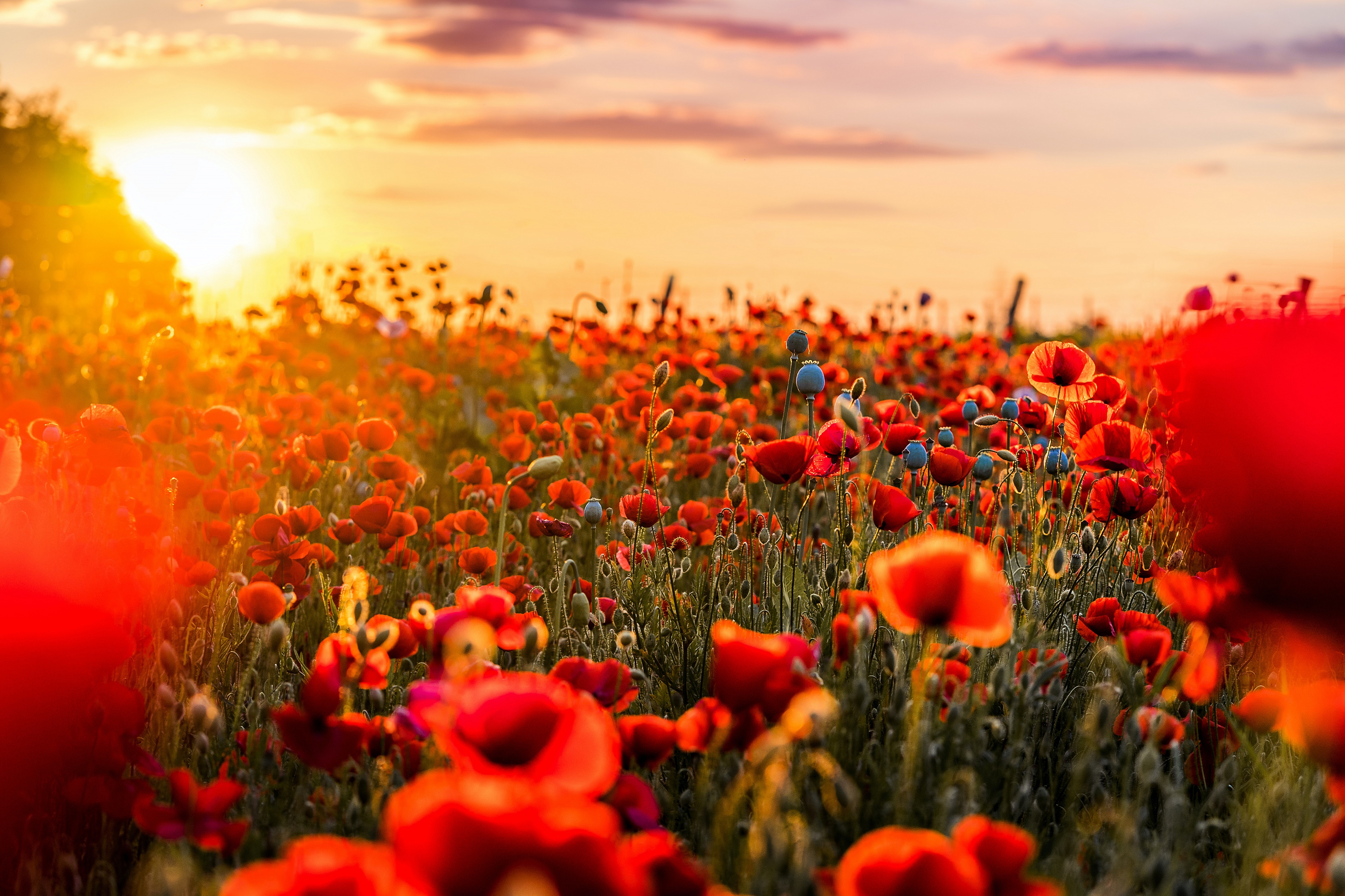 Laden Sie das Natur, Blumen, Mohn, Sommer, Blume, Sonnenuntergang, Rote Blume, Erde/natur-Bild kostenlos auf Ihren PC-Desktop herunter