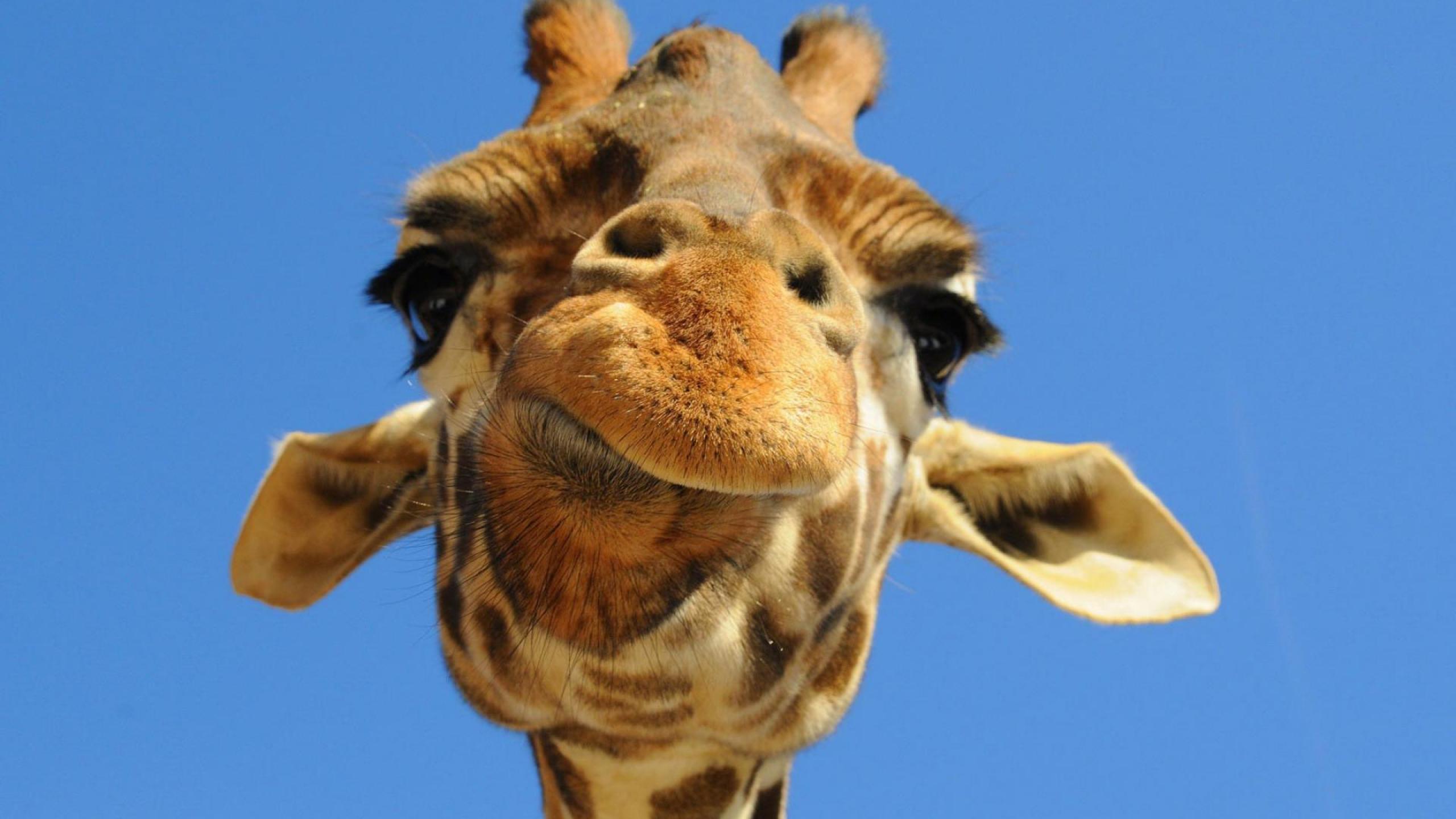 Handy-Wallpaper Tiere, Giraffe kostenlos herunterladen.