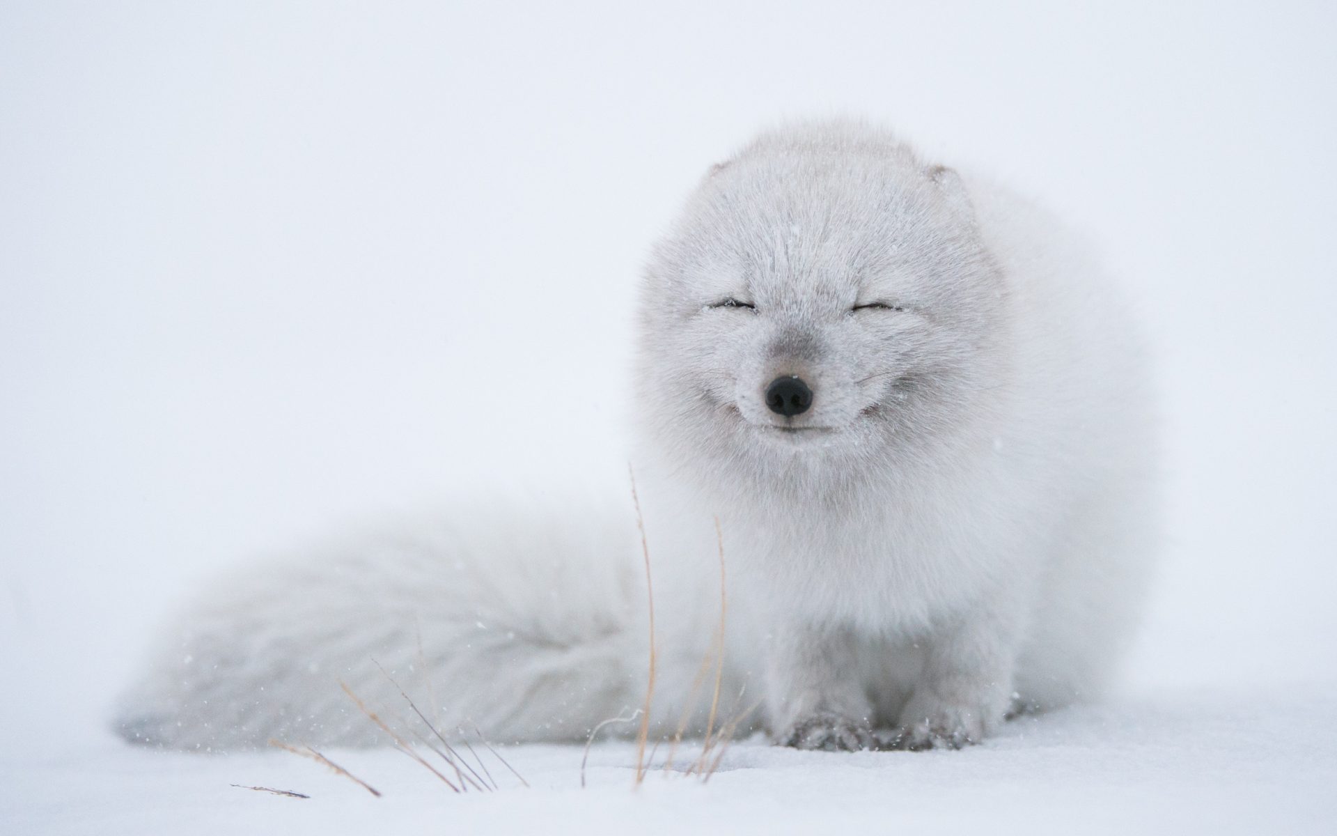 Download mobile wallpaper Winter, Dogs, Snow, Animal, Arctic Fox, Cute, Snowfall for free.
