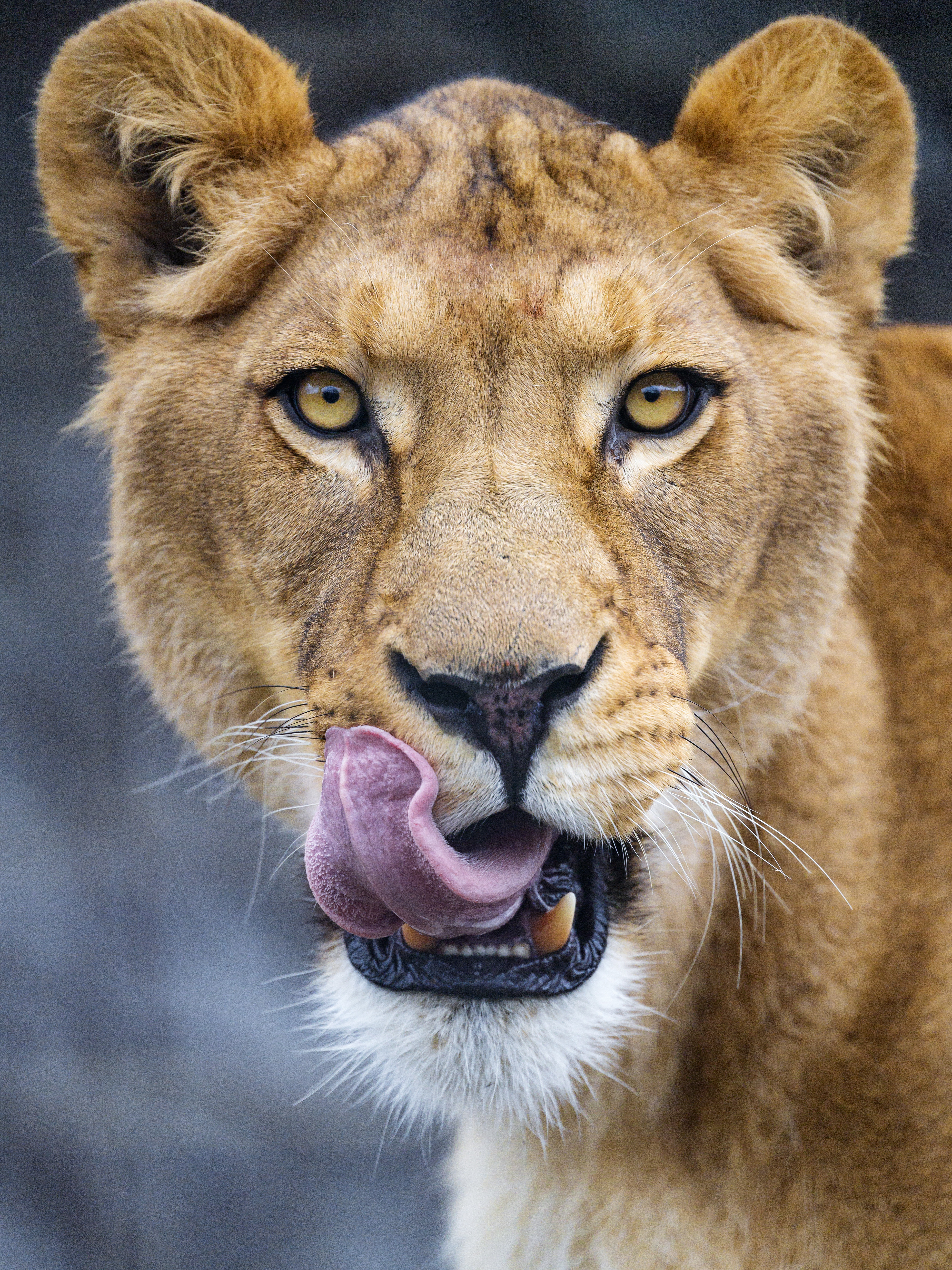 lioness, animals, predator, big cat, protruding tongue, tongue stuck out HD wallpaper