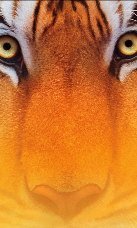 Download mobile wallpaper Movie, Life Of Pi for free.