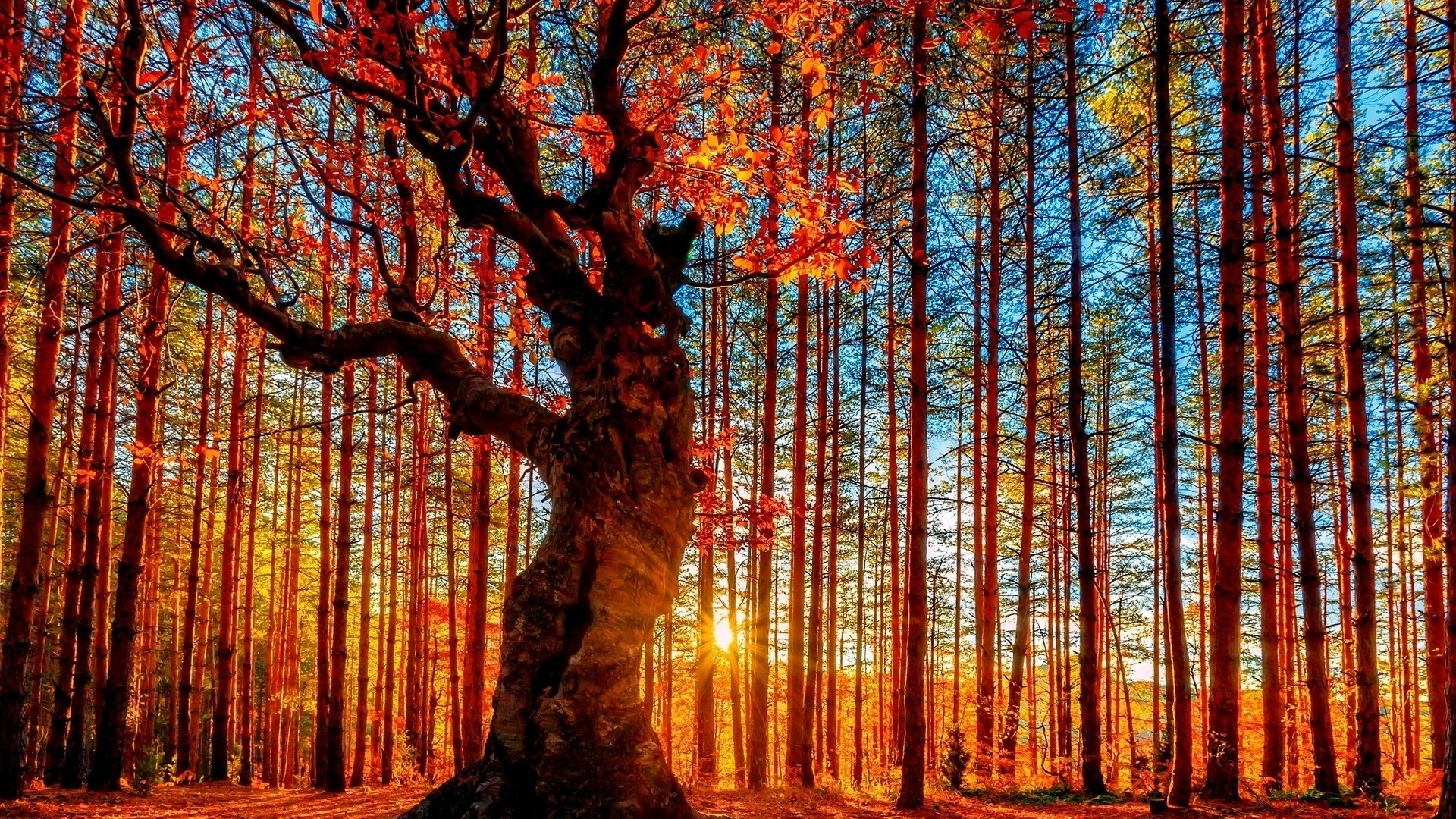 Free download wallpaper Forest, Earth on your PC desktop