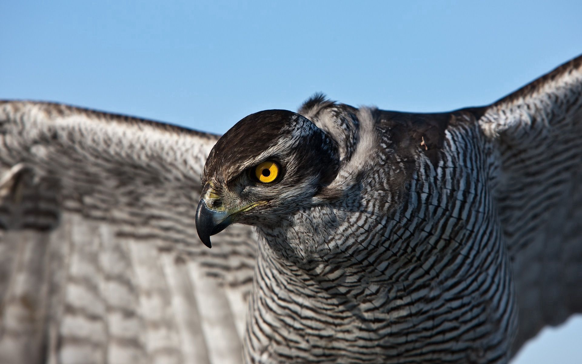 falcon, animals, bird, striped, wave, sweep, plumage 1080p