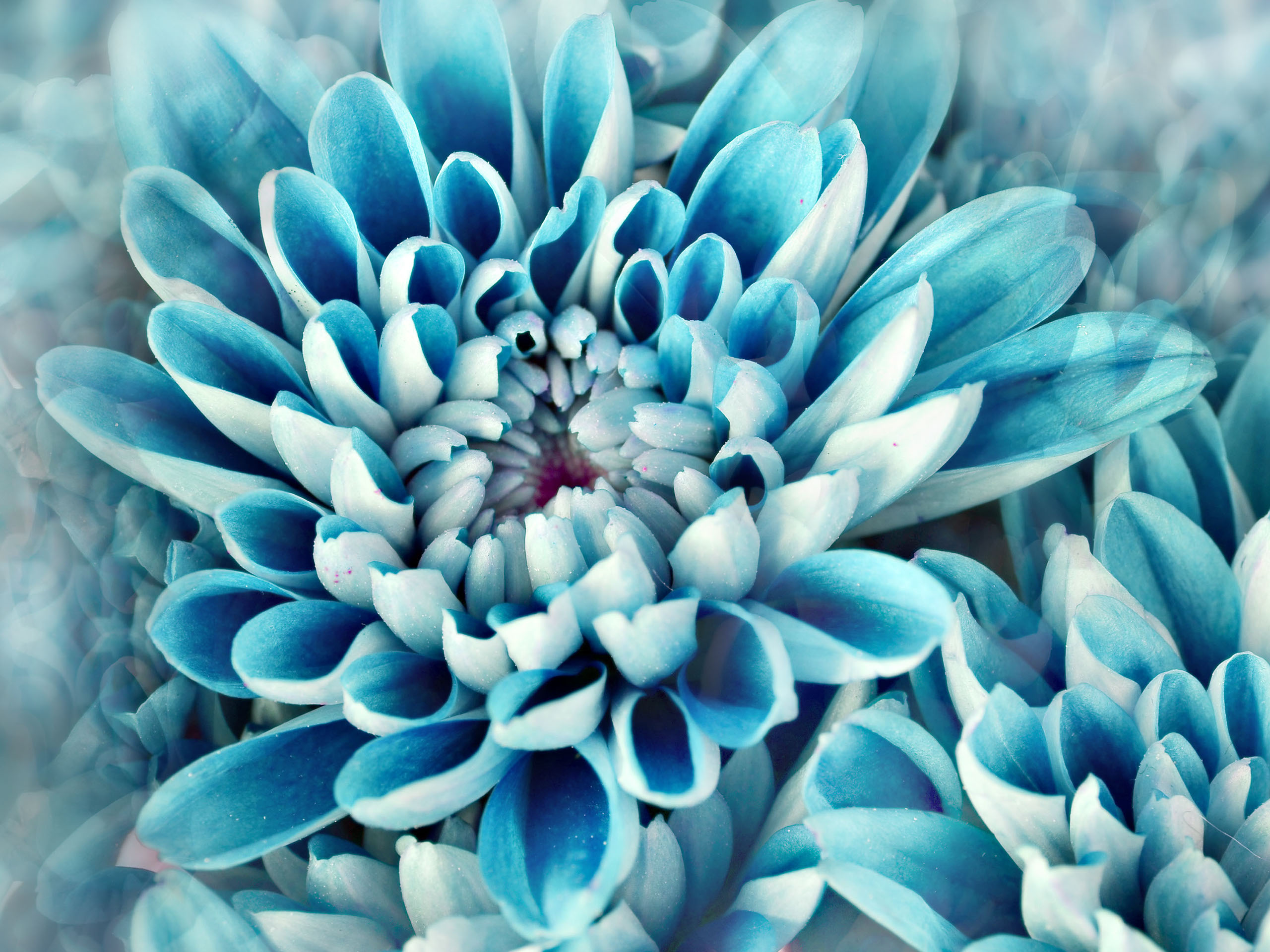 Free download wallpaper Flowers, Flower, Macro, Earth, Dahlia, Blue Flower on your PC desktop