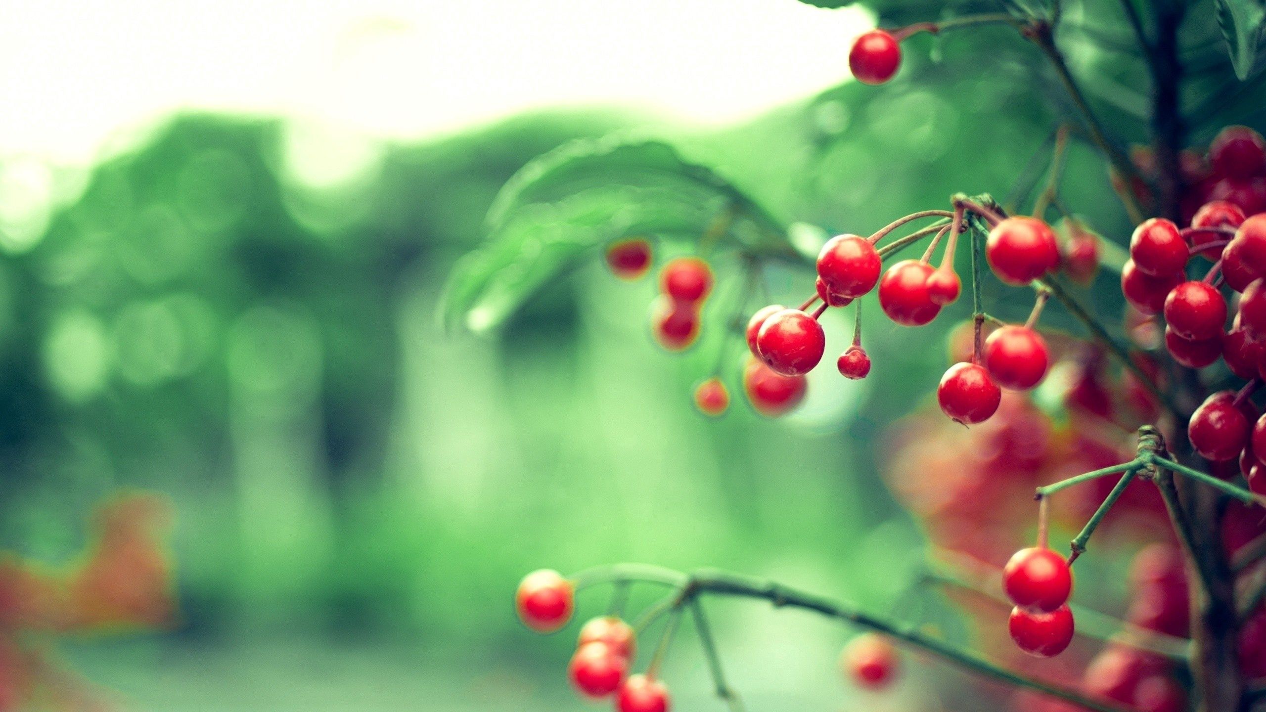 Free download wallpaper Berry, Plant, Macro, Branch, Leaves on your PC desktop