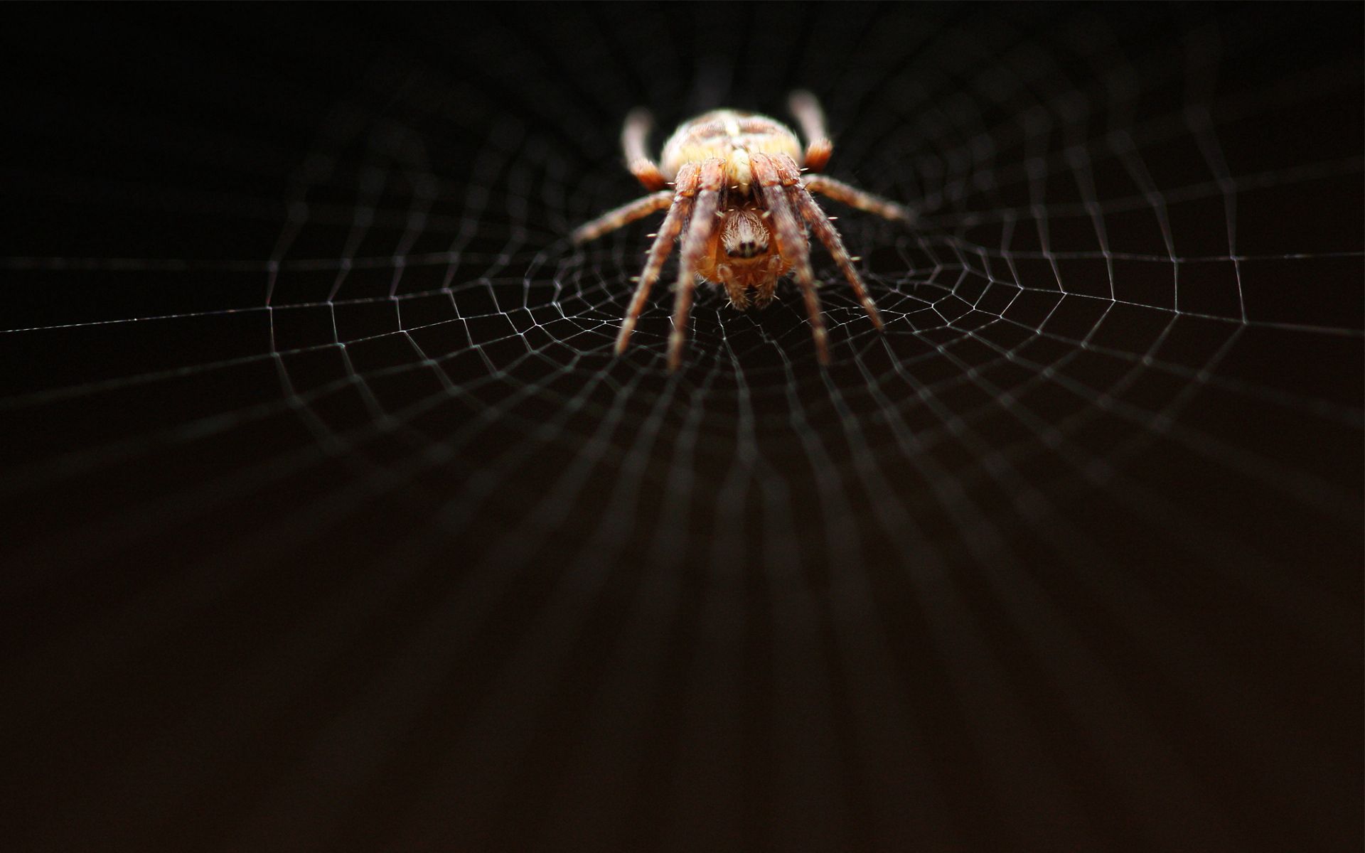 web, macro, dark, grid, crawl, spider, weave