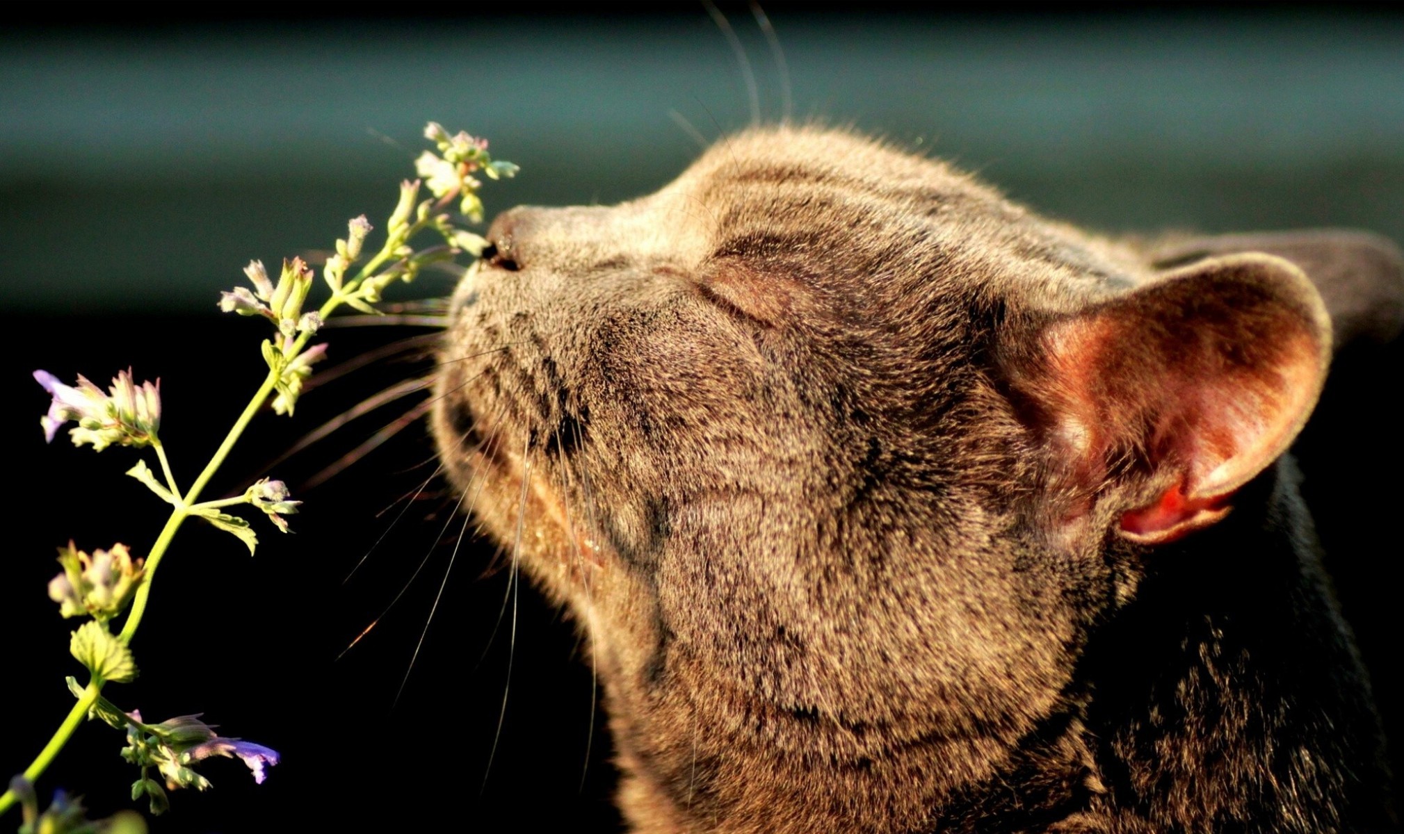 Baixar papel de parede para celular de Animais, Gato gratuito.