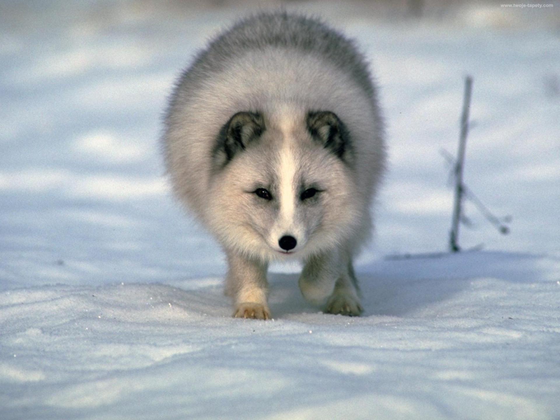 Baixe gratuitamente a imagem Animais, Inverno, Neve, Raposa Do Ártico na área de trabalho do seu PC