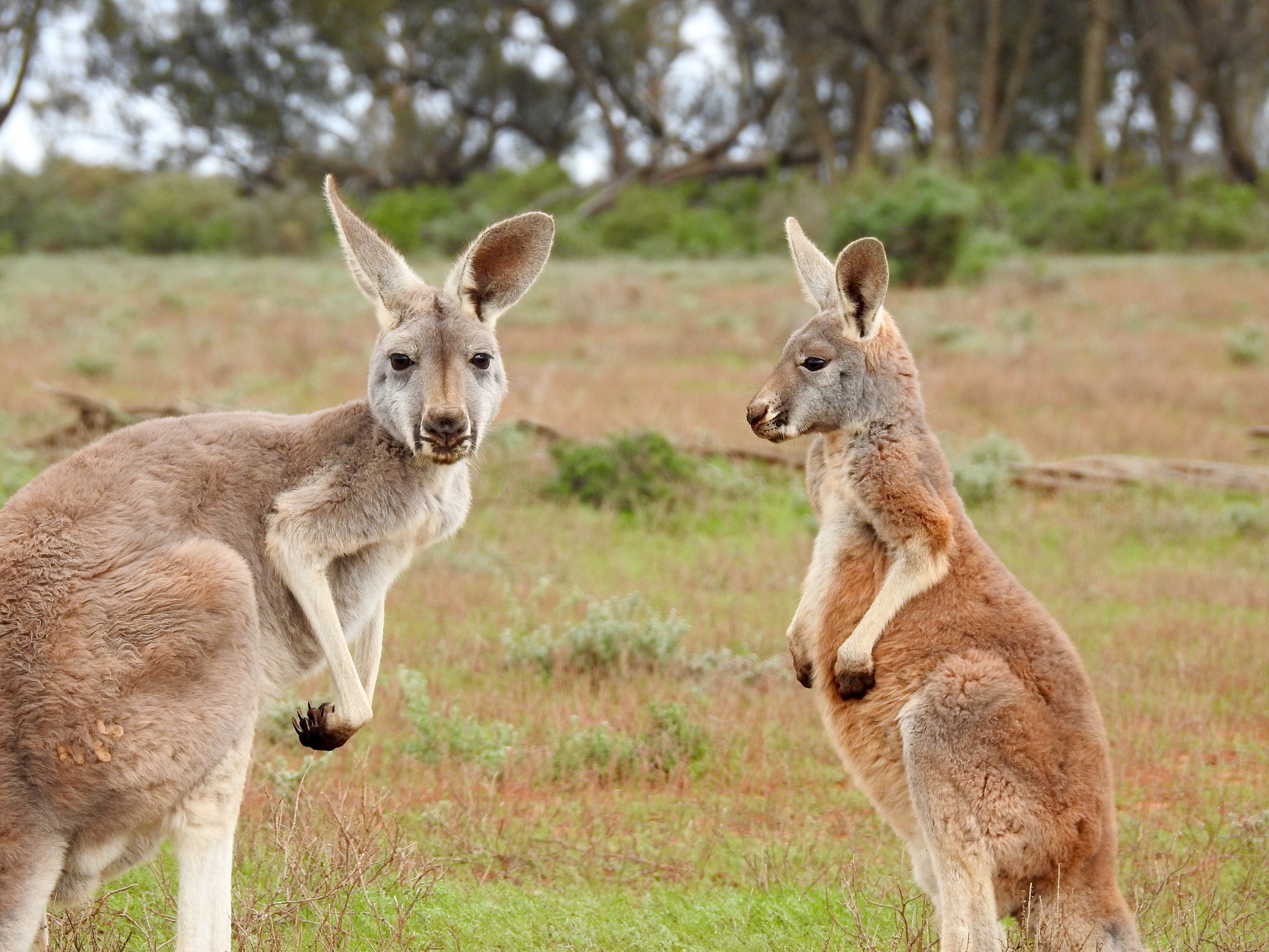 765966 Bild herunterladen australien, tiere, känguru, beuteltier - Hintergrundbilder und Bildschirmschoner kostenlos