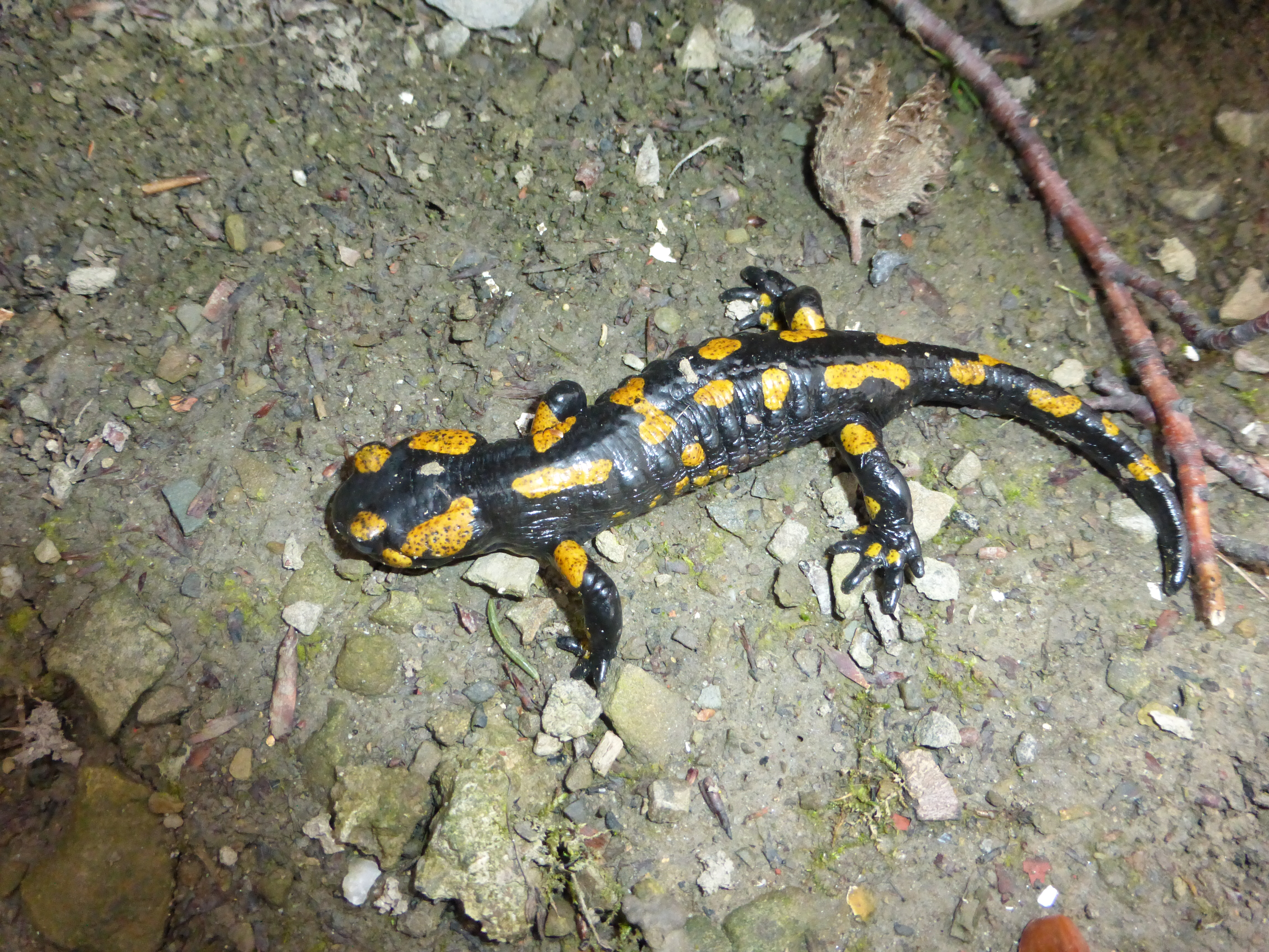 animal, salamander