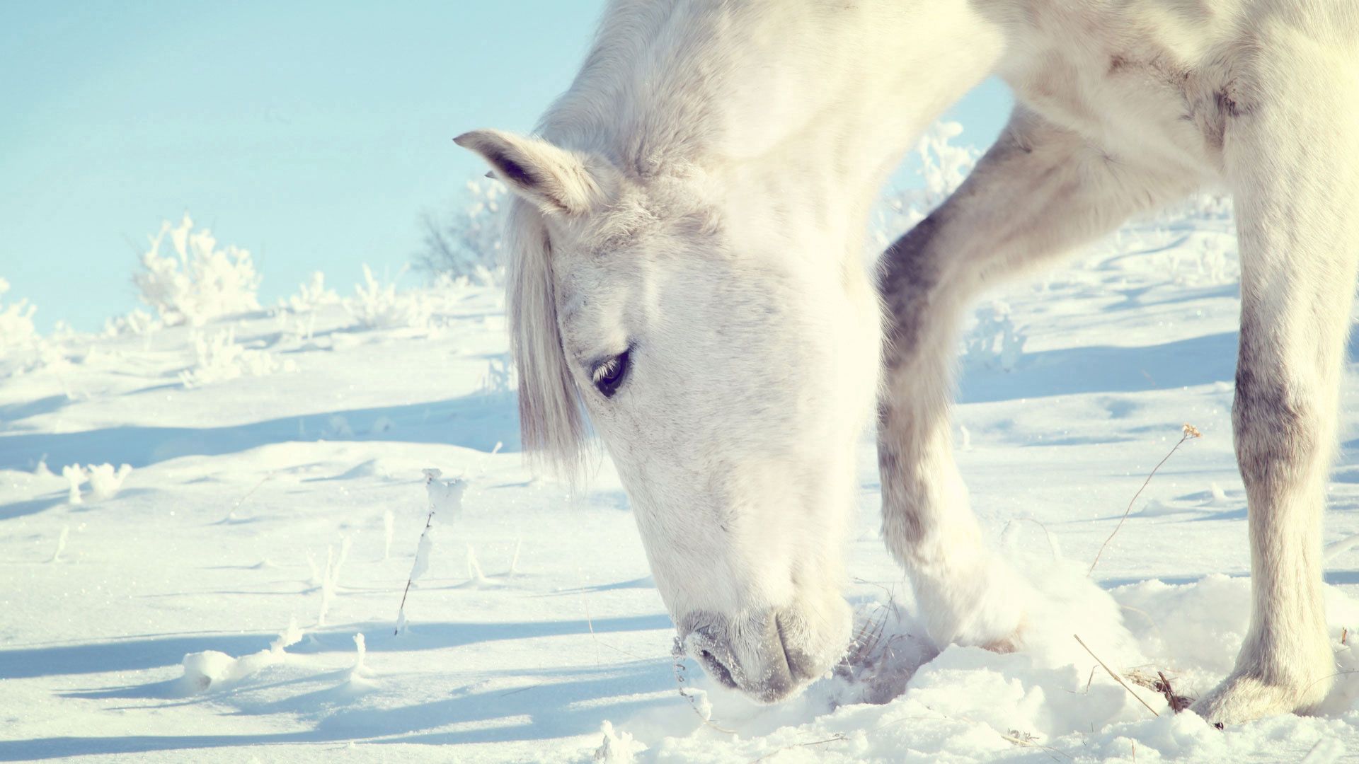 Free download wallpaper Head, Animals, Winter, Bush, Snow, Horse on your PC desktop