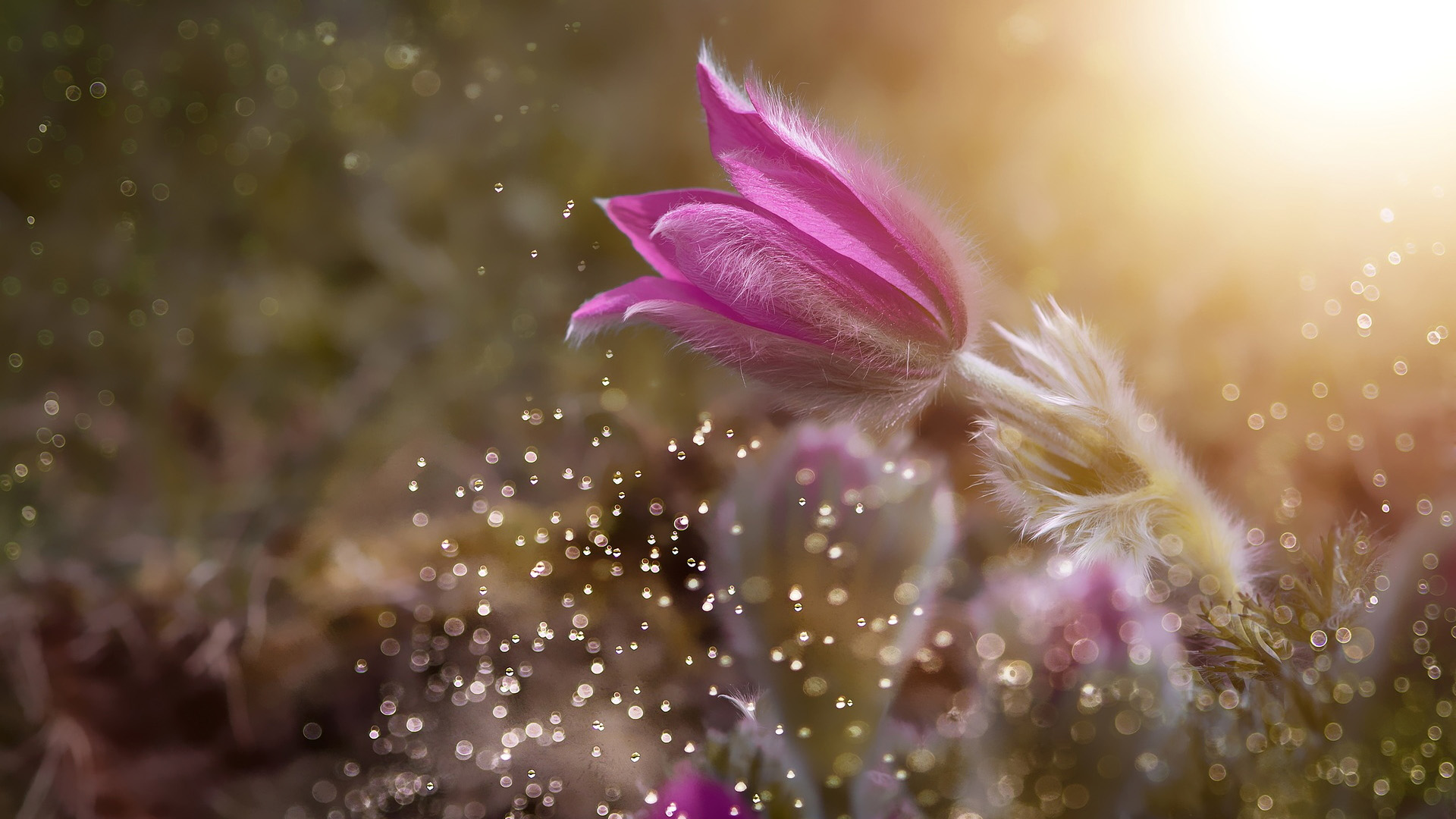 Free download wallpaper Flowers, Earth, Anemone on your PC desktop