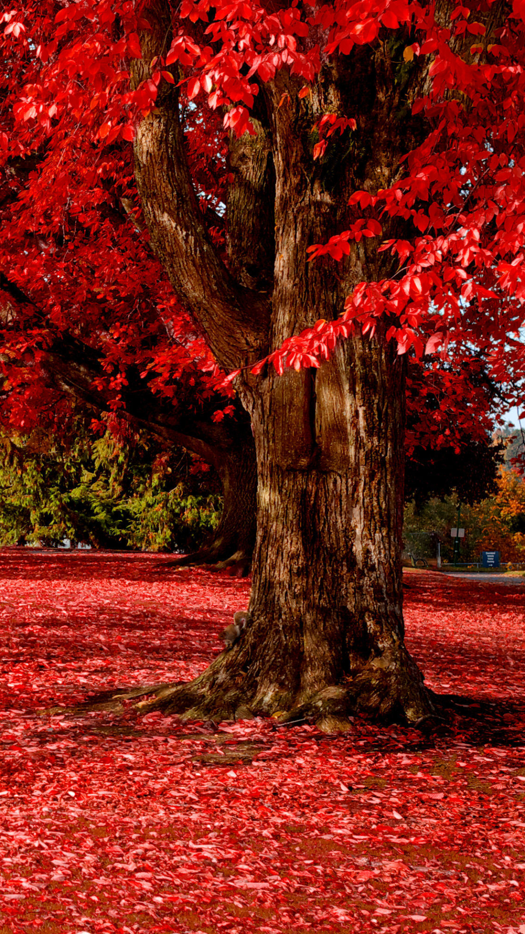 Téléchargez des papiers peints mobile Automne, Photographie gratuitement.