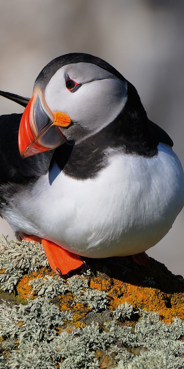 HDデスクトップ 壁紙: パフィン, 動物, 鳥ダウンロード無料画像 #279551