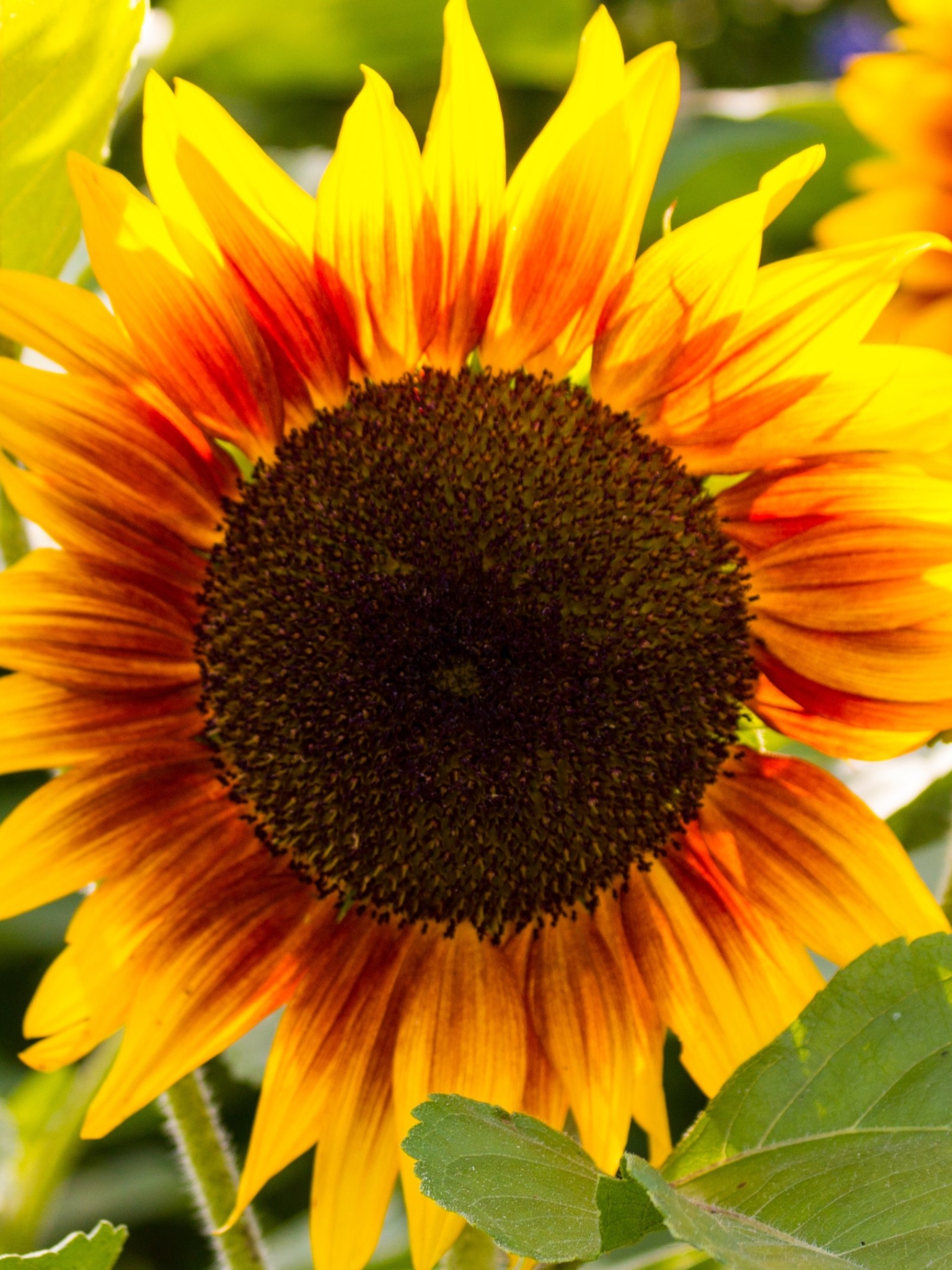 PCデスクトップにフラワーズ, ひまわり, 夏, 花, 地球, 黄色い花画像を無料でダウンロード