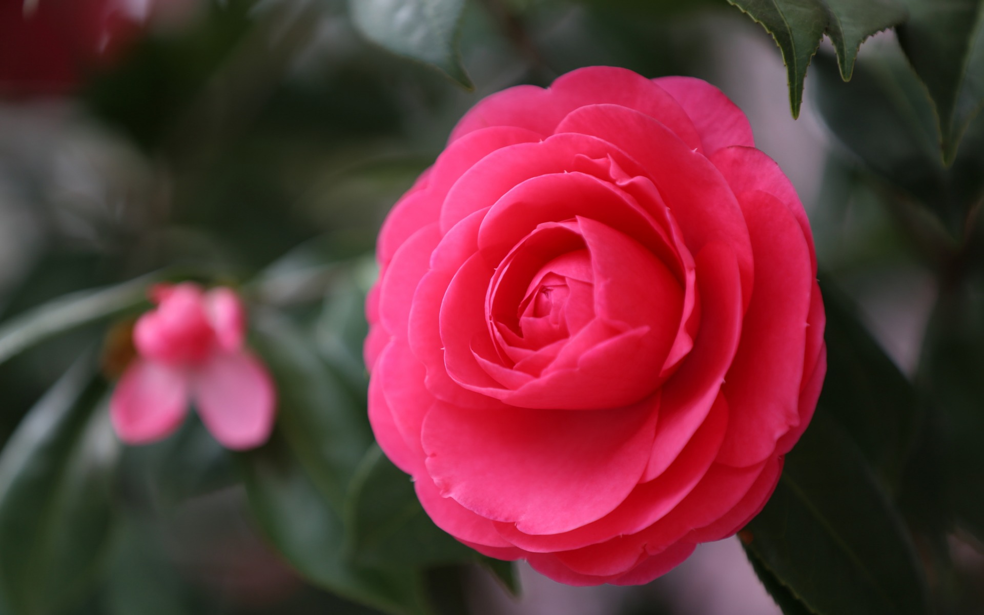 Laden Sie das Blumen, Blume, Makro, Kamelie, Erde/natur, Pinke Blume-Bild kostenlos auf Ihren PC-Desktop herunter