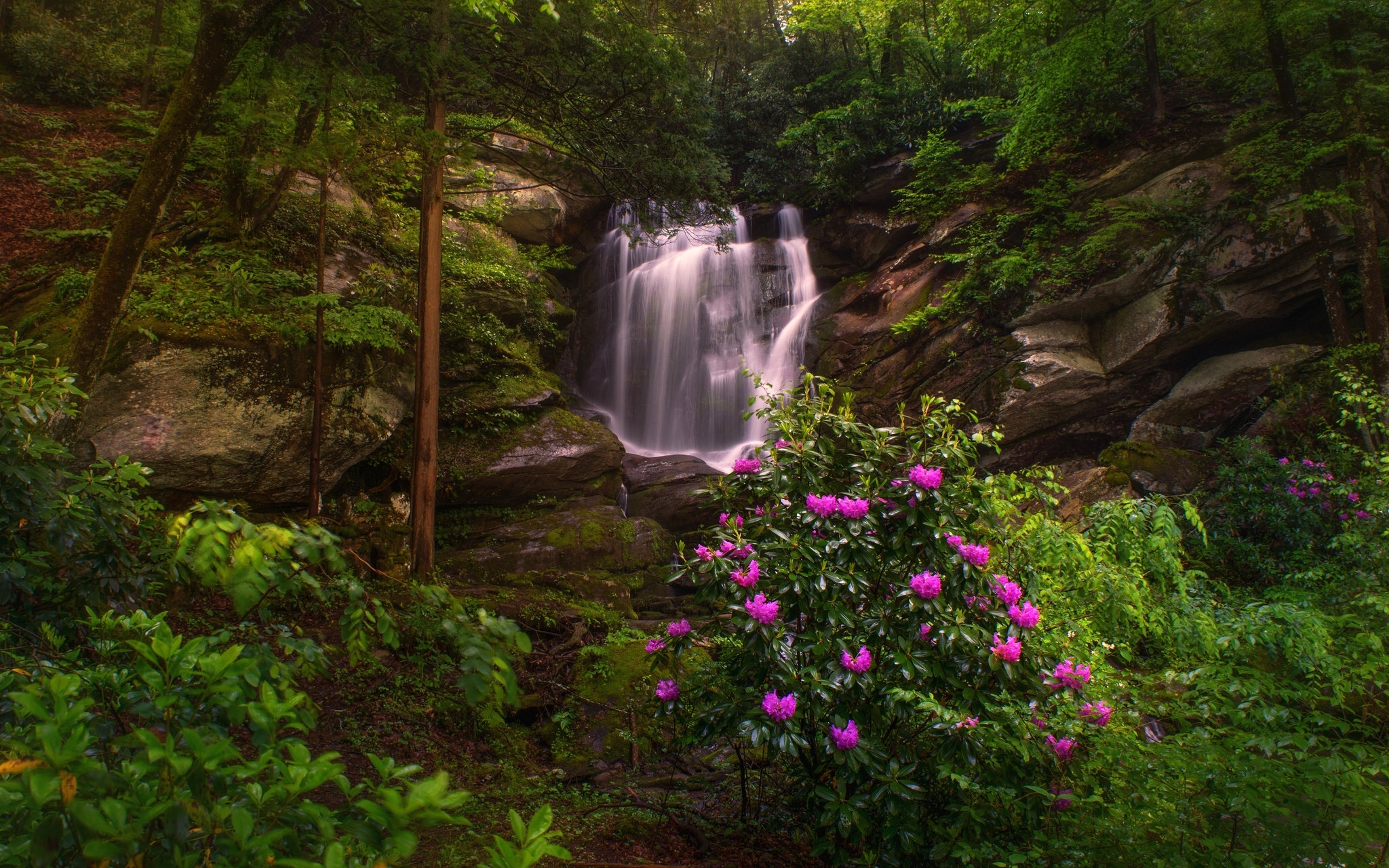 Download mobile wallpaper Nature, Waterfalls, Waterfall, Forest, Earth, Purple Flower for free.