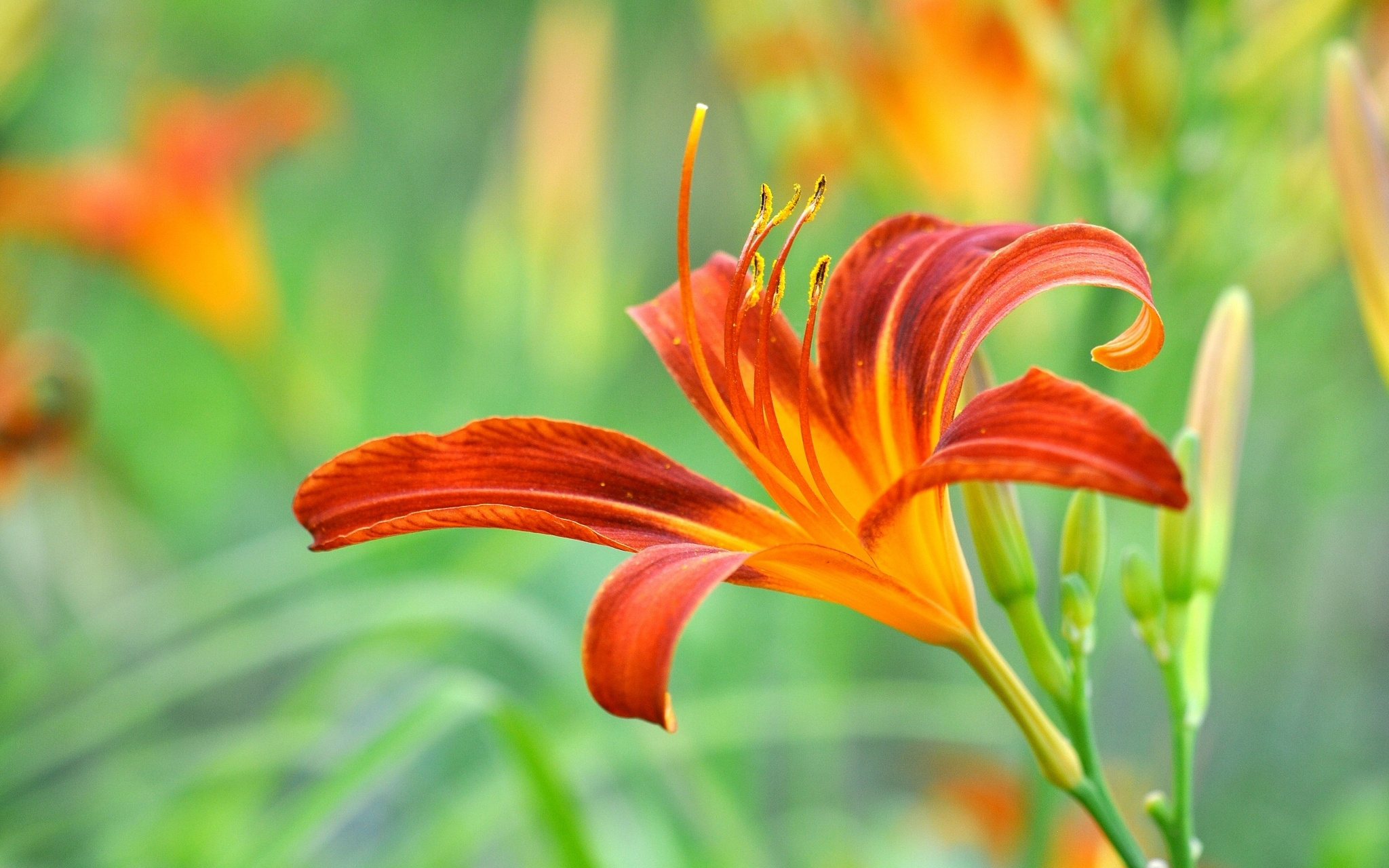 Download mobile wallpaper Nature, Flowers, Flower, Blur, Earth, Lily, Orange Flower for free.