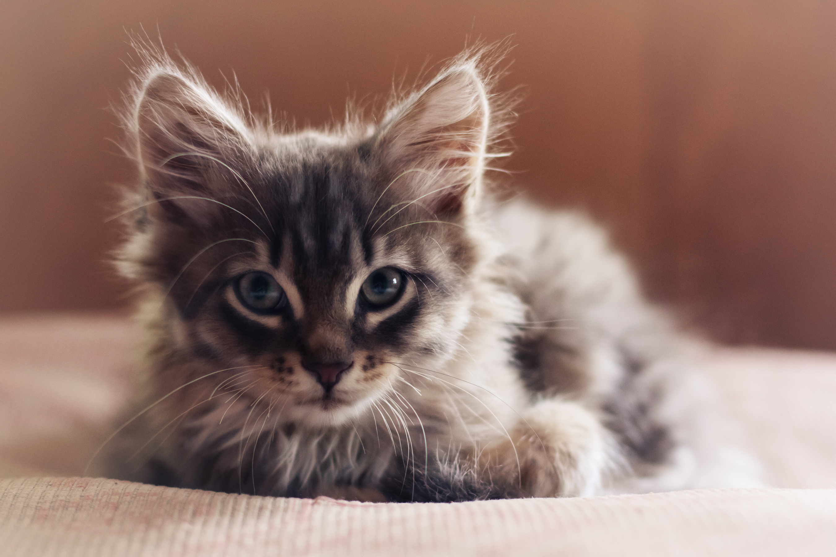 Téléchargez gratuitement l'image Animaux, Chats, Chat, Chaton, Bébé Animal sur le bureau de votre PC